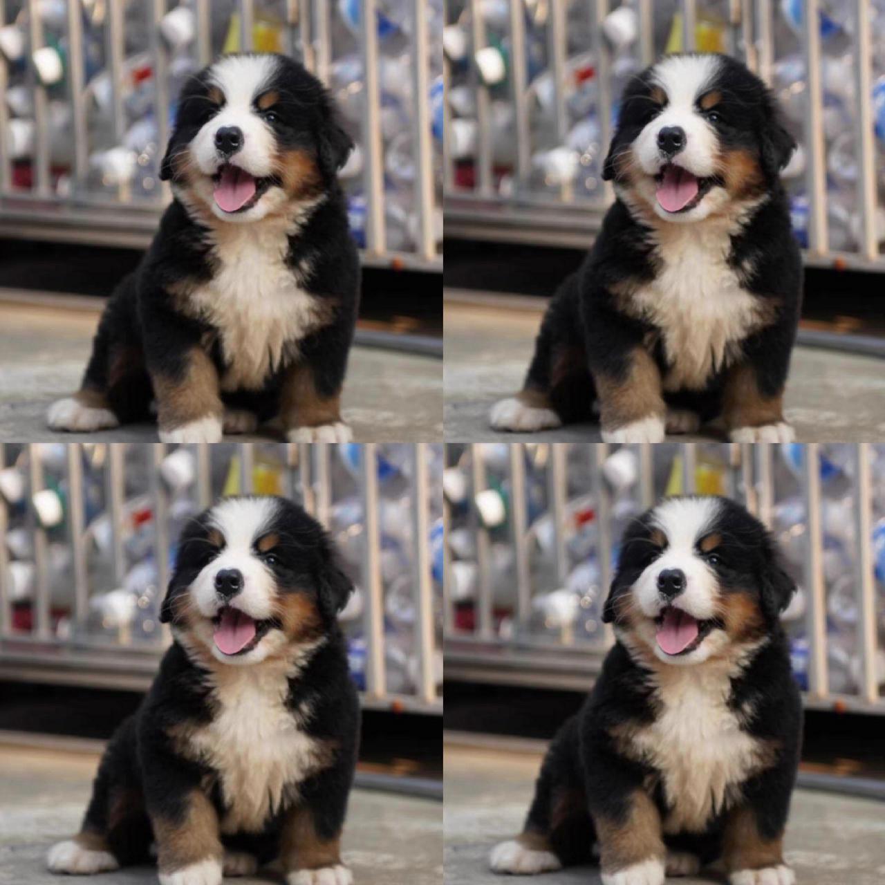 纯种伯恩山幼犬38oo起 蹲个新家长.