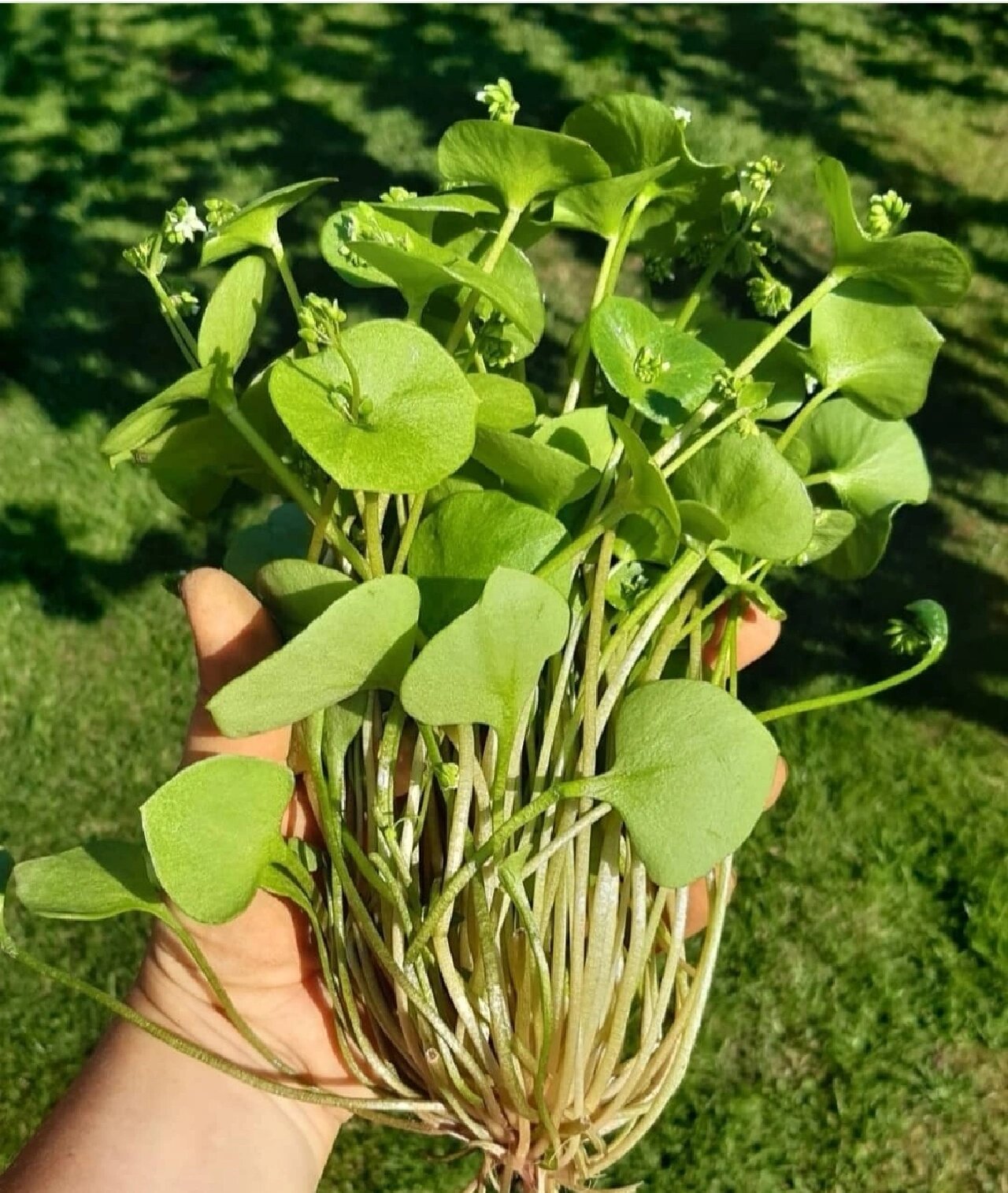 耐寒零下12度蔬野菜--冬马齿苋 穿叶春美草在户外能耐寒至零下15度