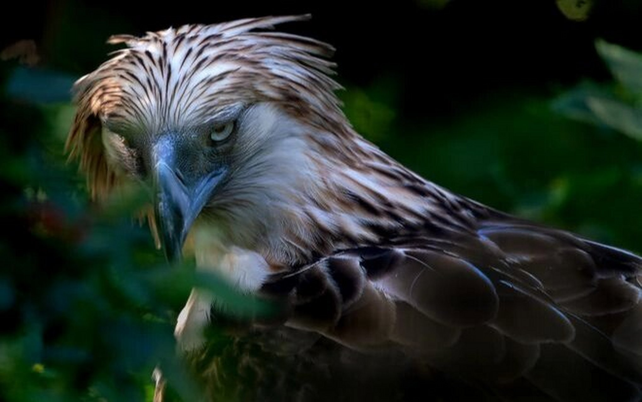 菲律宾国鸟——食猿雕 食猿雕:鹰科,食猿雕属鸟类.