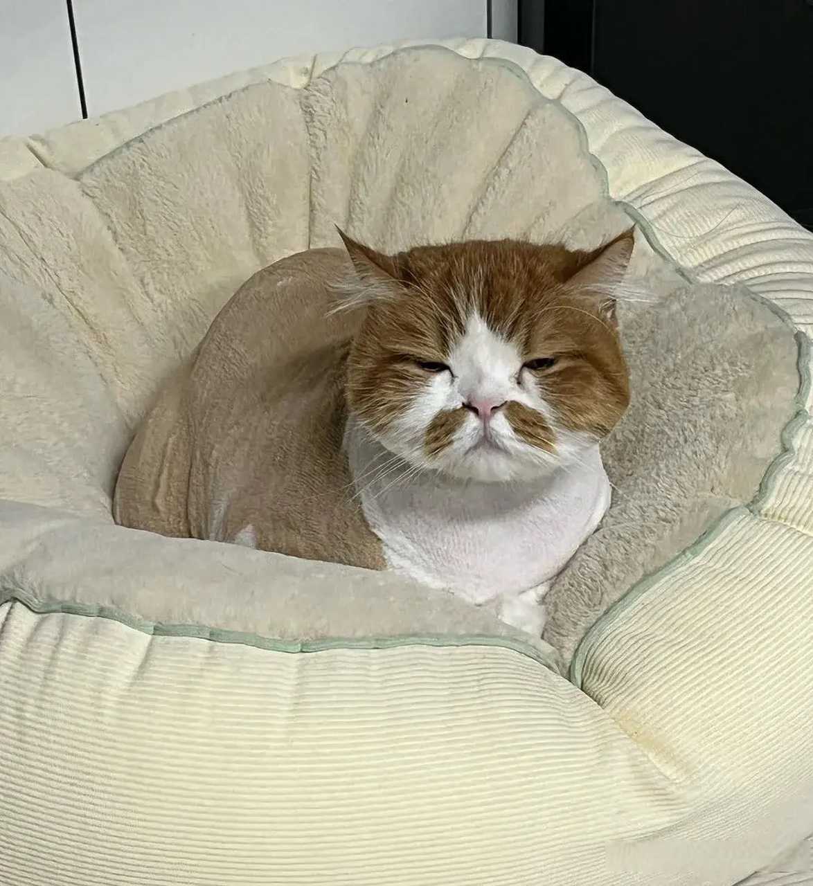 困到不行还强撑着,上眼皮强烈地想拥抱下眼皮[困][困]