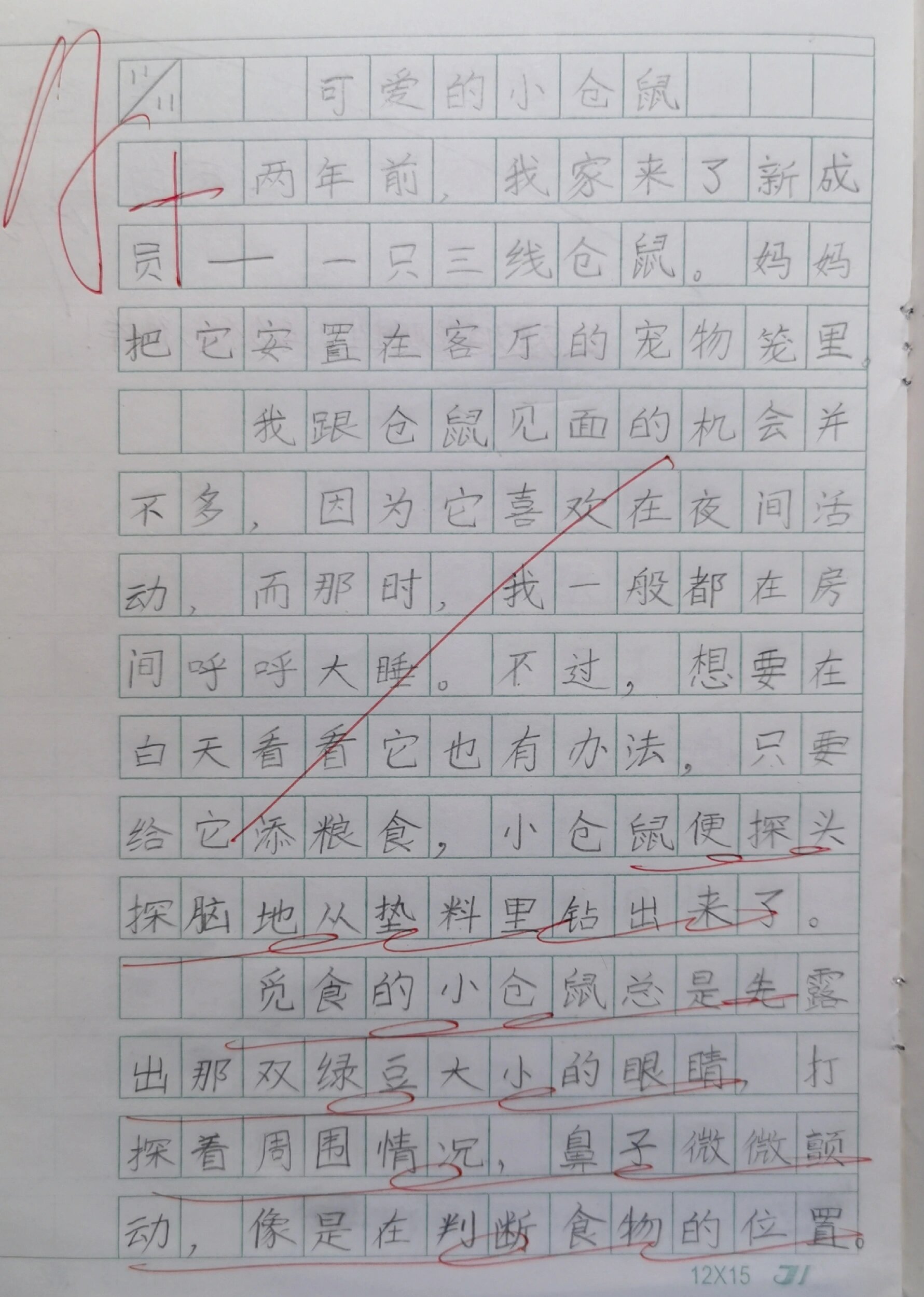 观察日记动物小仓鼠300字(观察日记动物小仓鼠300字作文)