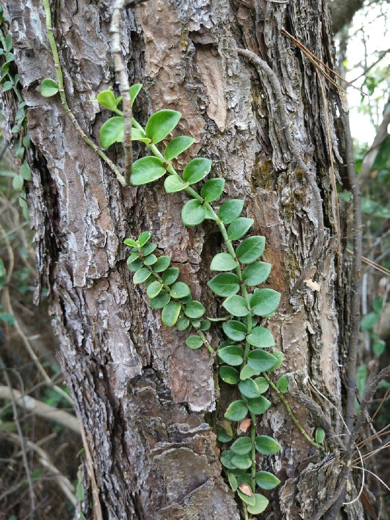 茜草生长环境图片