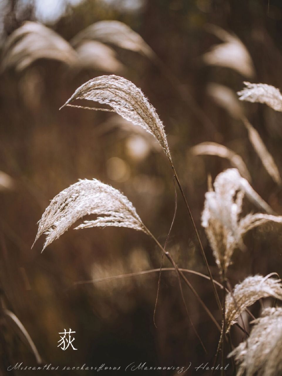 荻|暖阳下的荻花杆|自然探索 怀古临风一杯酒, 荻花枫叶不胜秋.