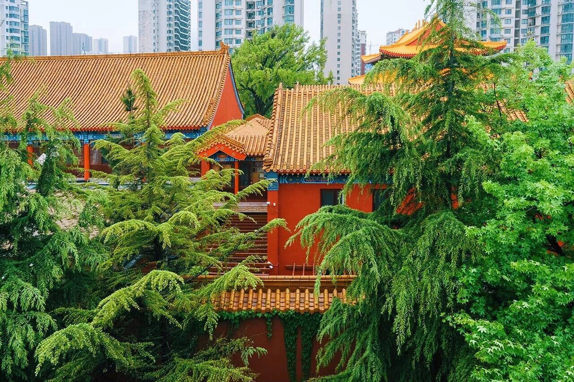 青岛观音寺|一棵开花的树,长在你必经的路旁 在车上惊鸿一瞥,便念念不