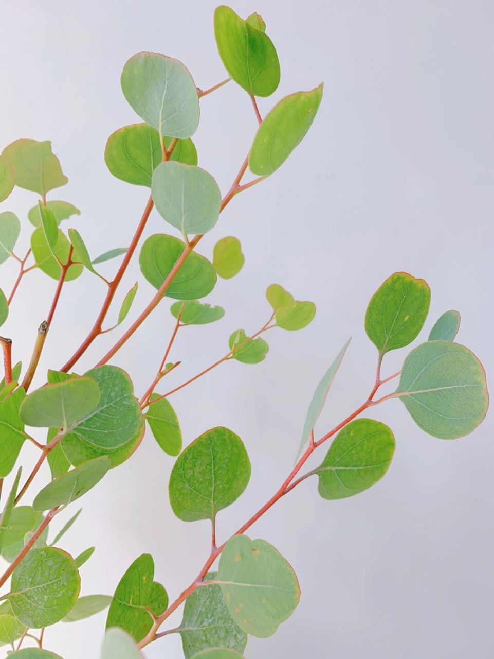 9买到的尤加利,苹果桉,附养护方法 一直想养一棵尤加利 它的品种也是