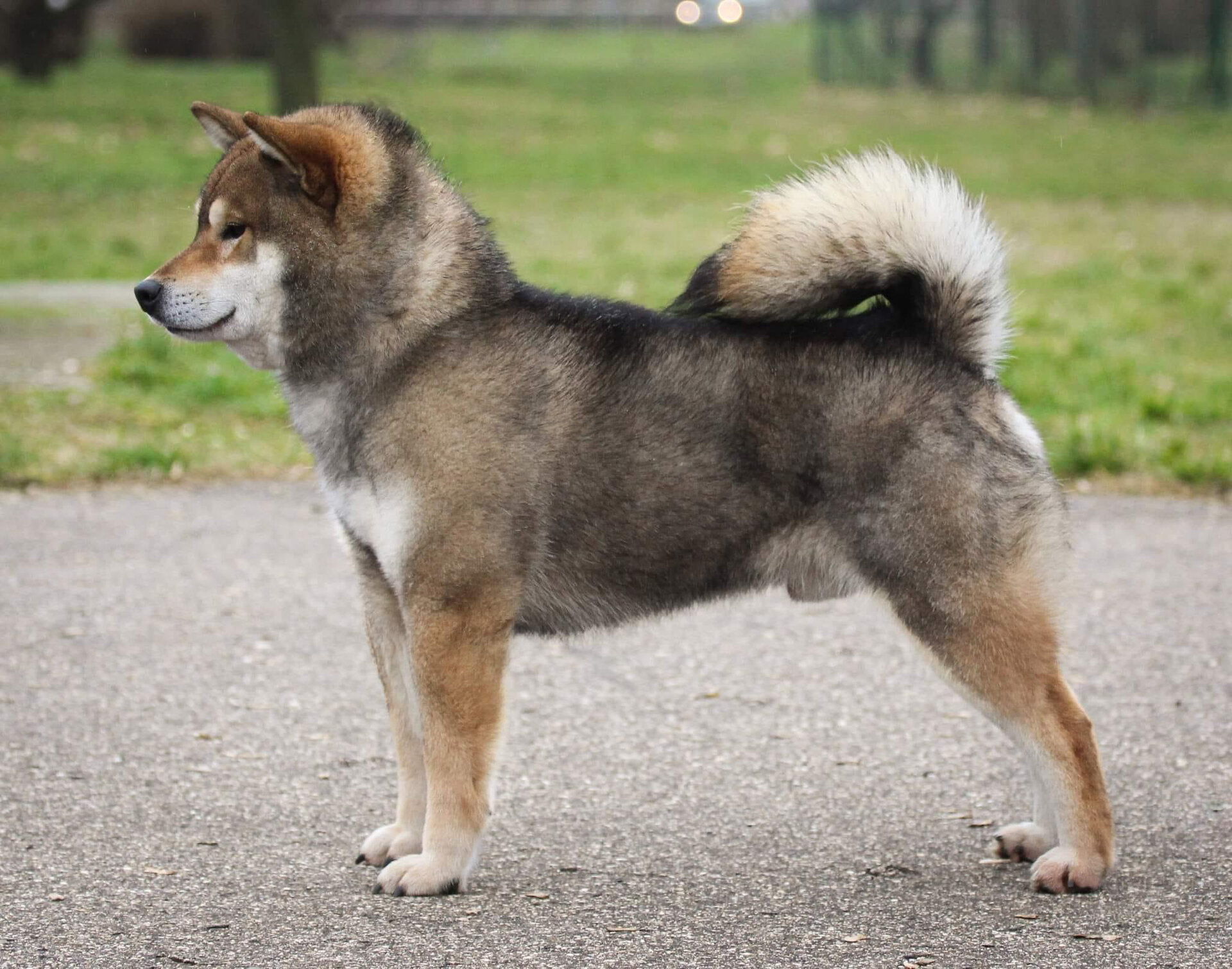 分享一只我特别喜欢的胡麻色柴犬 图片来自国外繁殖者,很多人喜欢我的