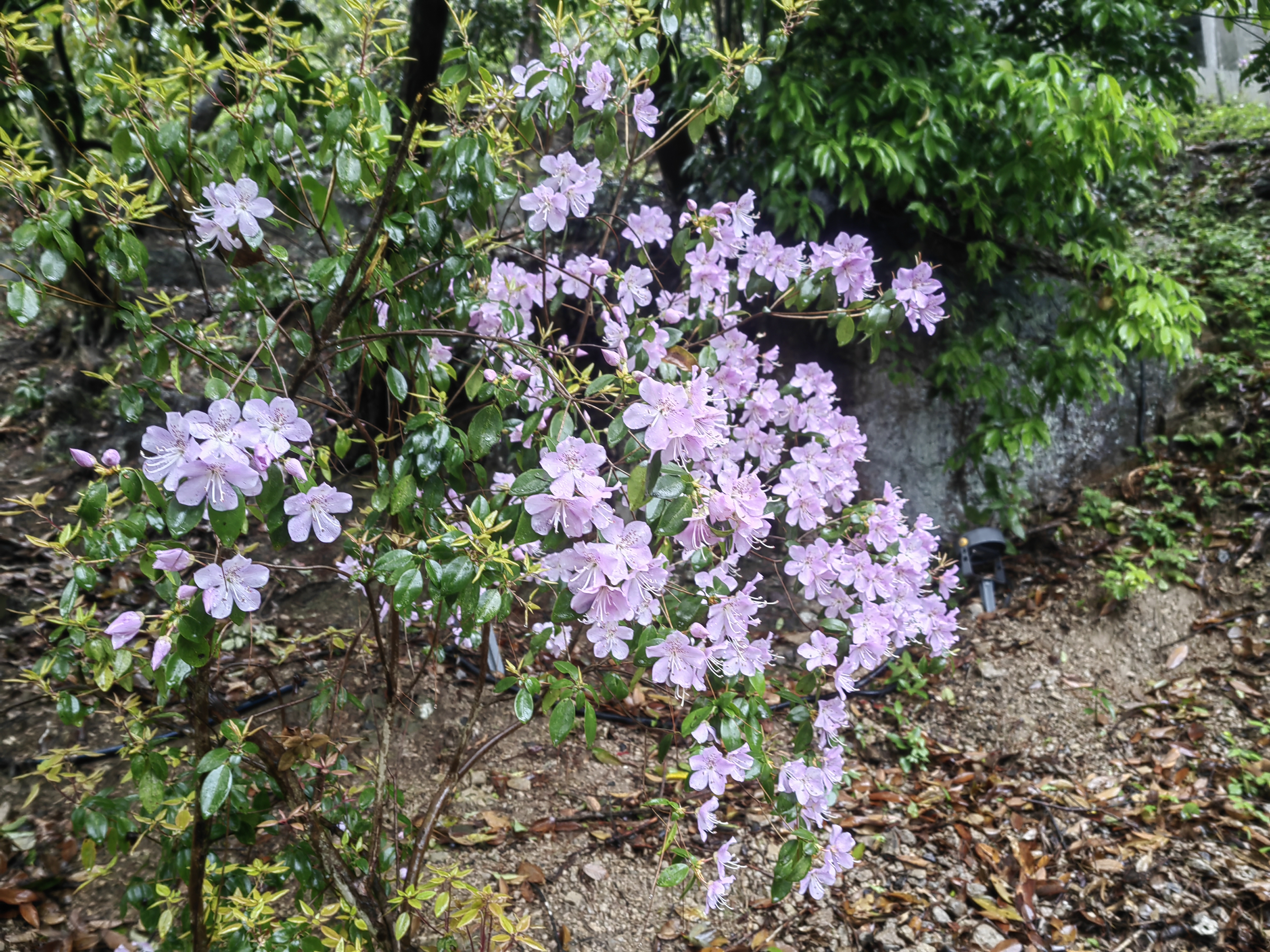 紫鹃雾渺67螺山雾渺紫鹃艳,细雨管笛闻清音.