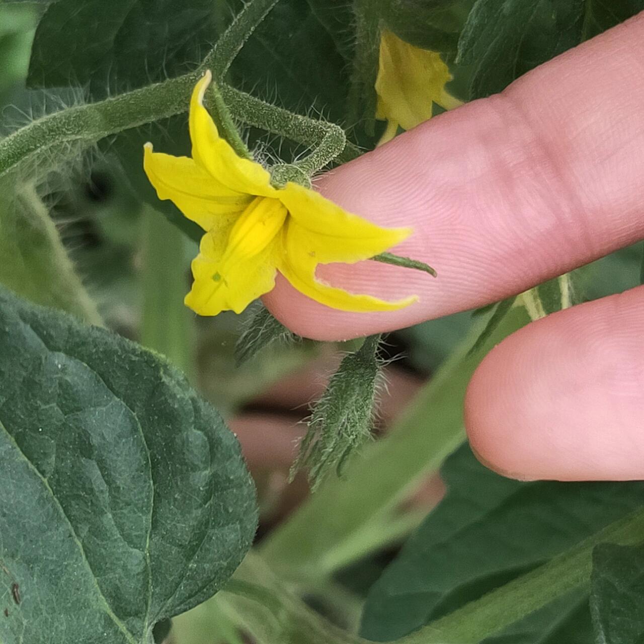 番茄花结构