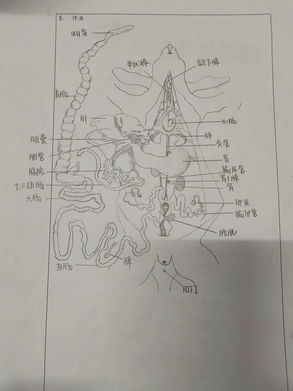 兔子的解剖 手绘图图片