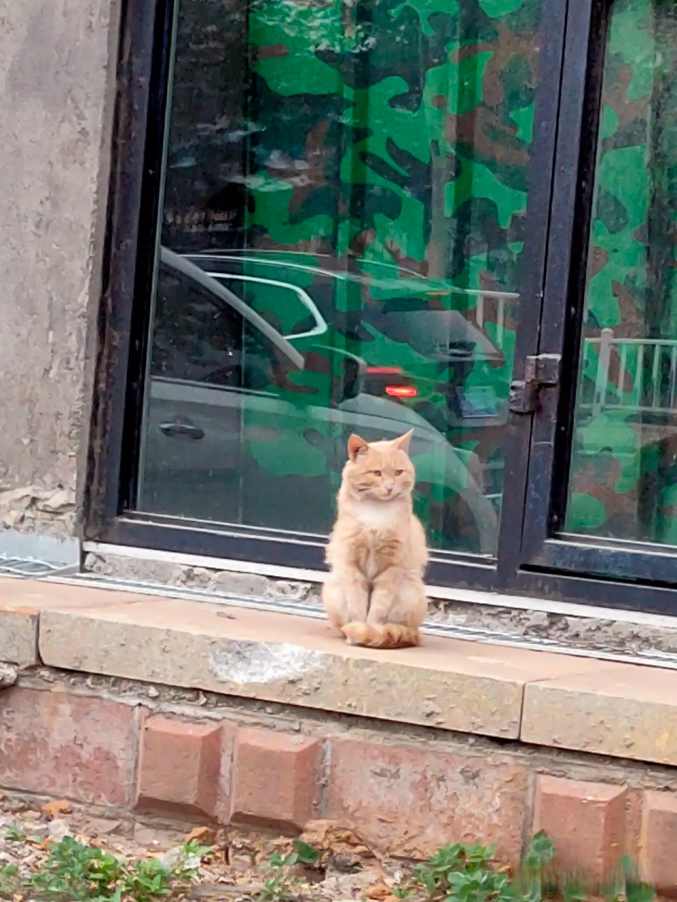 一只忧伤的猫咪…… 路上偶遇～ 它就静静地端坐在路边 眼神空洞 拍照