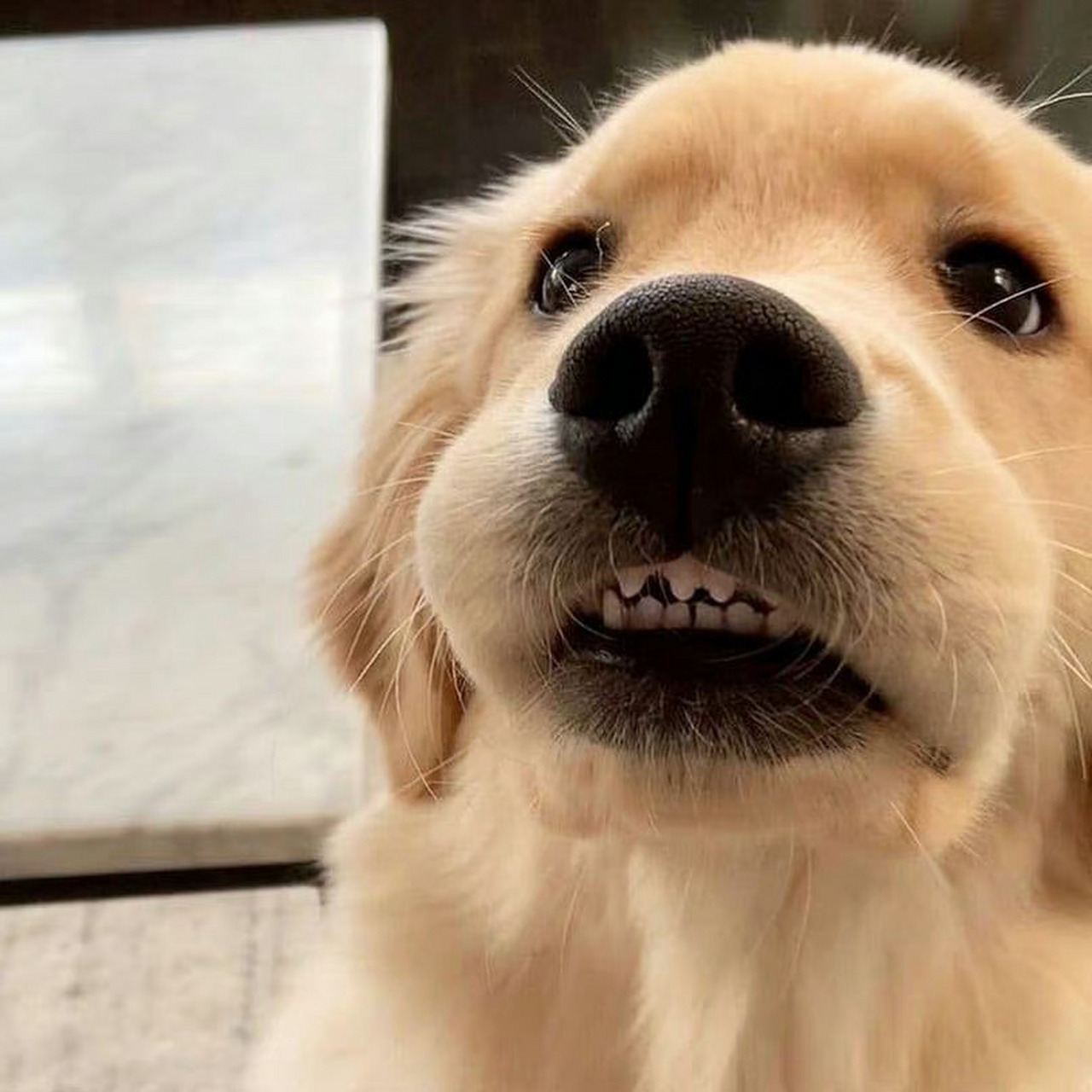 金毛的小牙齿!   #萌宠成精记##新手作者专属任务