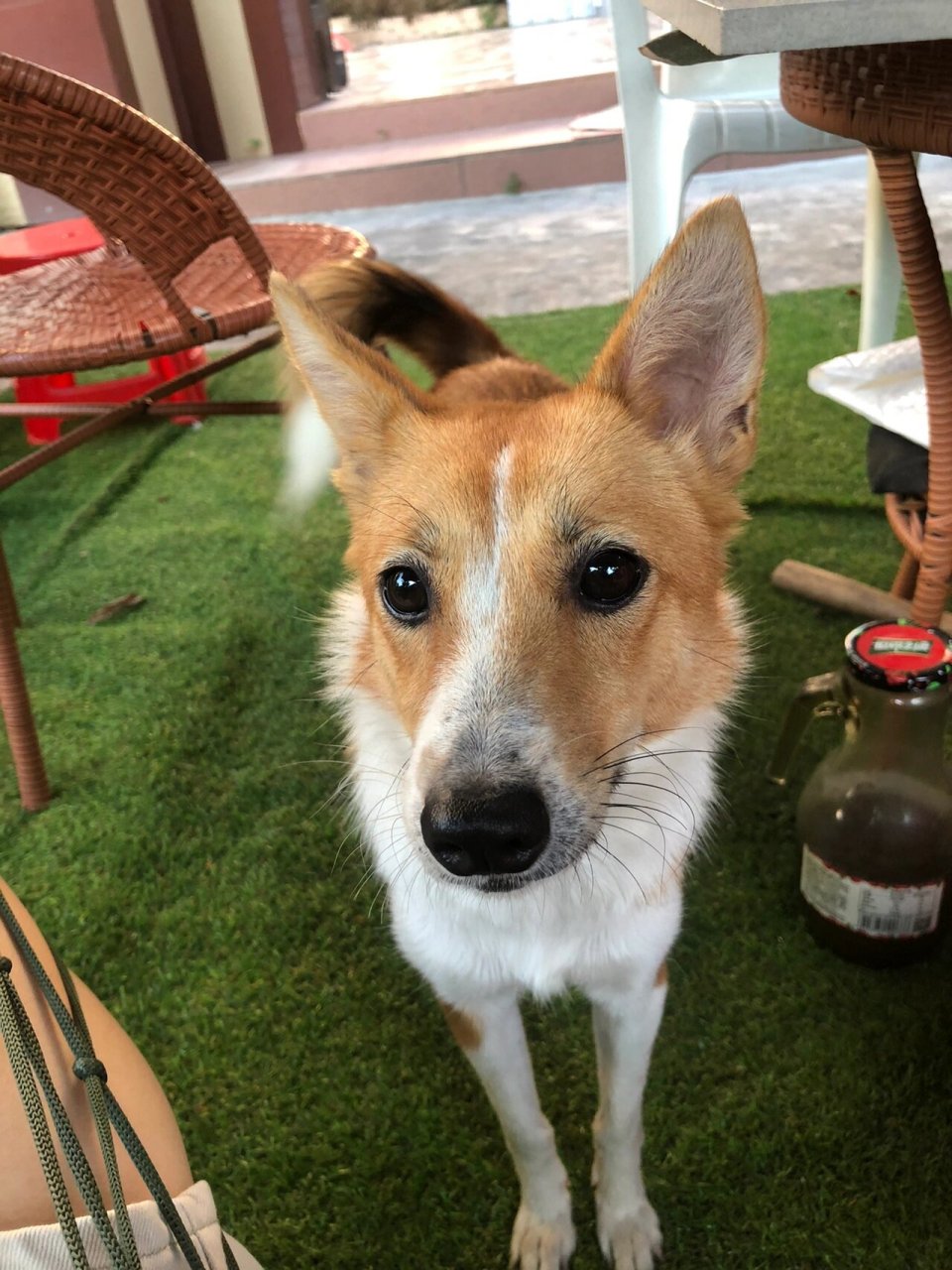 为什么我家小狗的胡子一边是白的一边是黑的 如图 为什么呢 我朋友