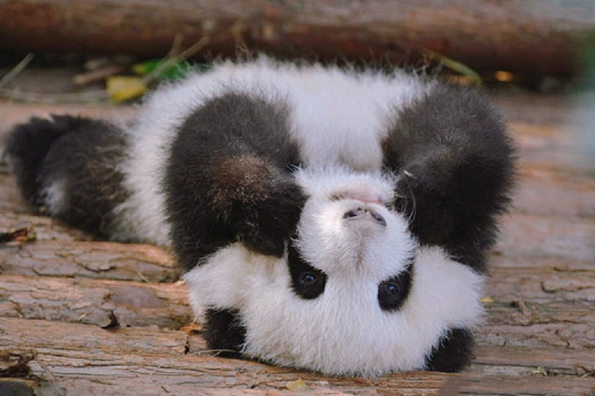 【花花】94高清壁纸(这是谁家的熊猫我抱走了) 不能抱抱摸摸花花,是