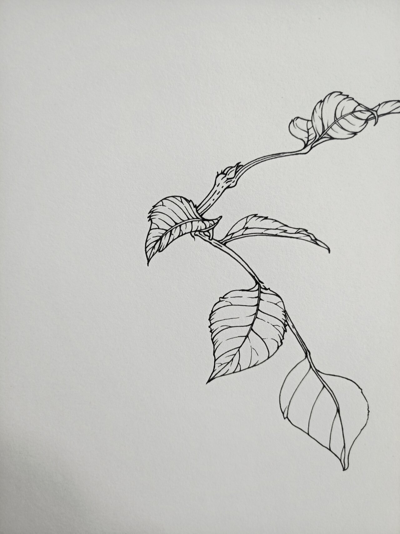 花卉速写-白蜡树 前几天去植物园看到白蜡树,拍下了想画的局部照片