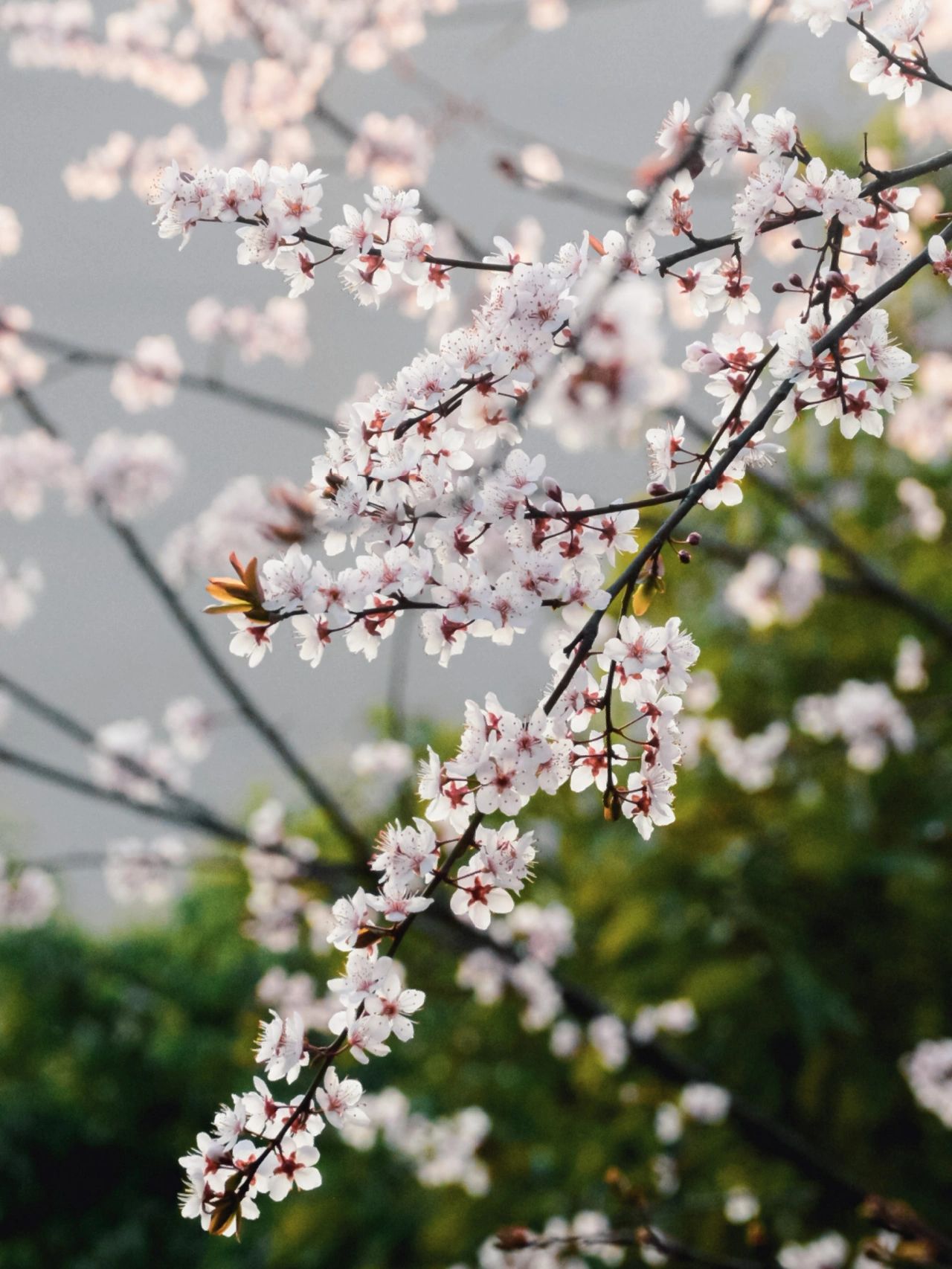 紫叶李花期图片