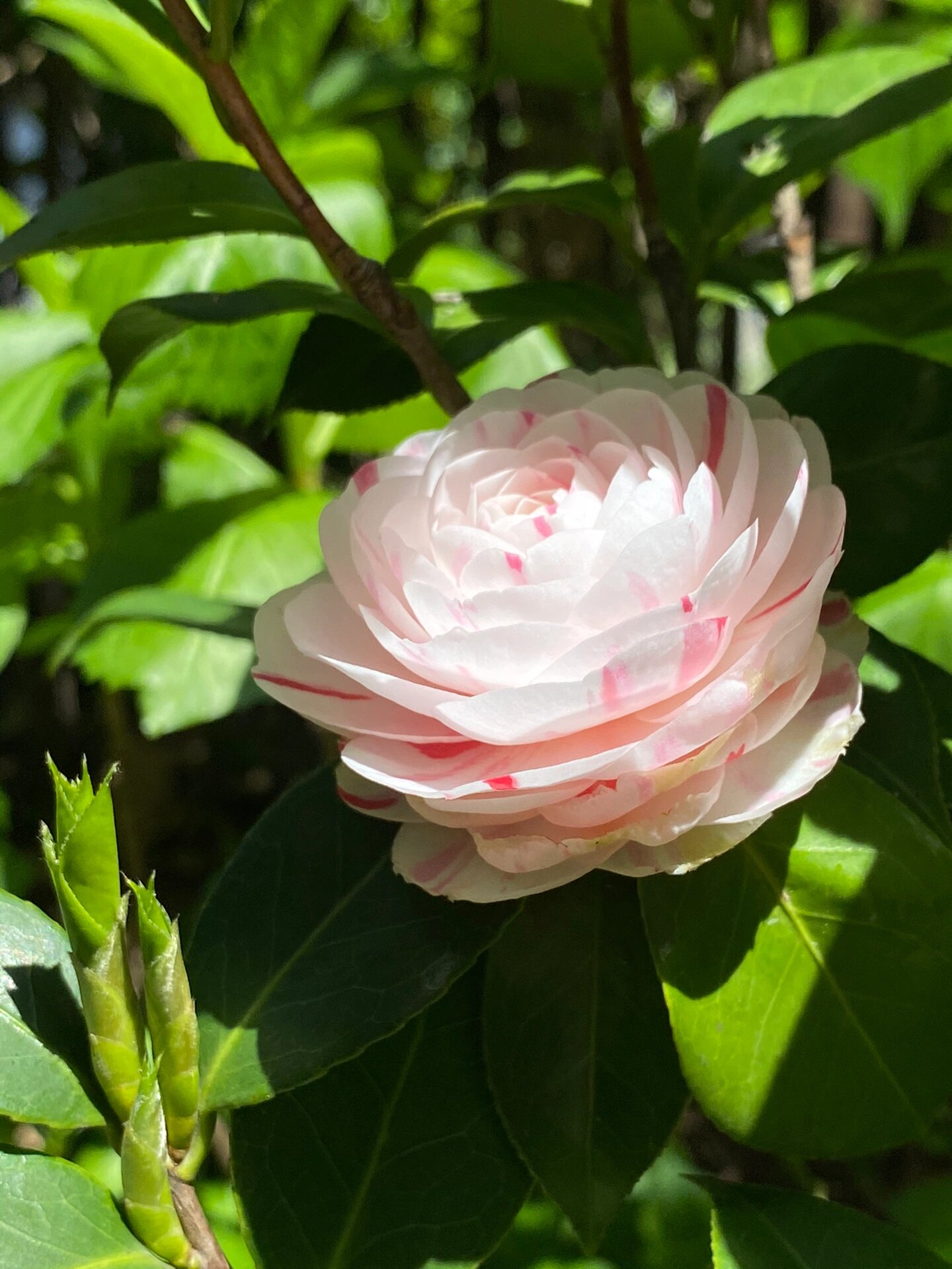 茶花十八学士图片欣赏图片