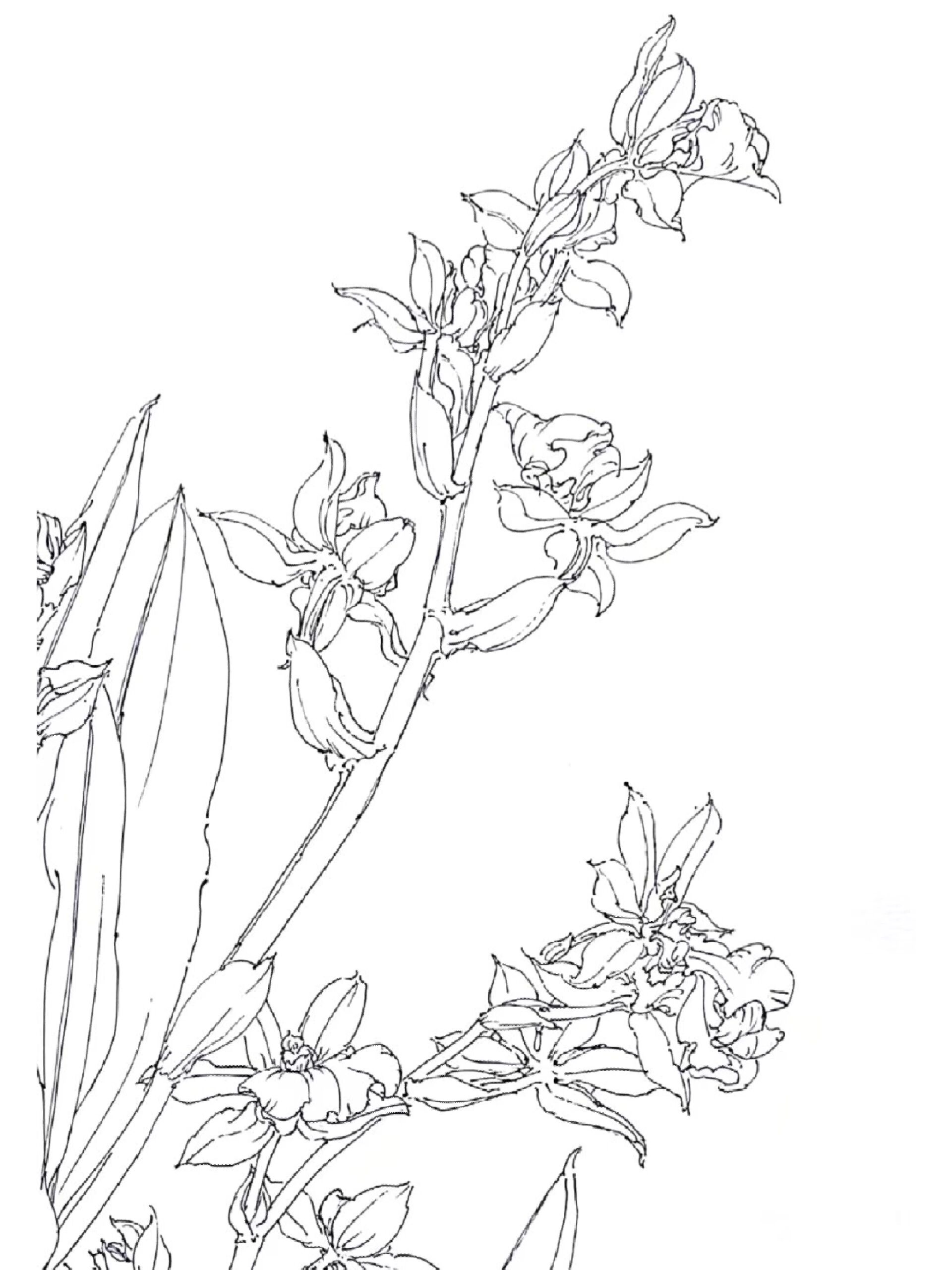 线描写生——鸢尾花 线描写生2