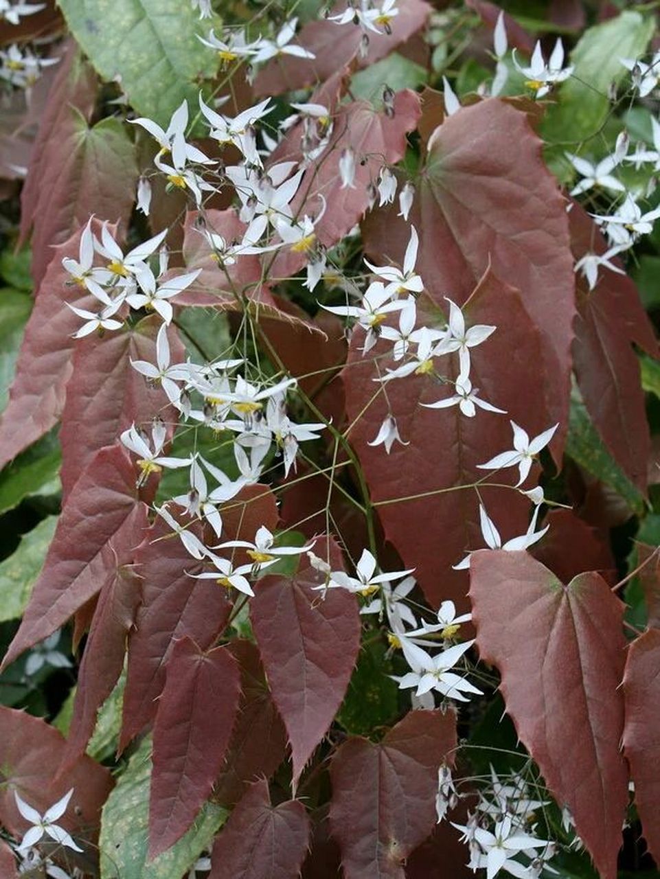 淫羊藿小花类群品种分享 图1:epimedium pubescens'shaanxi snow'