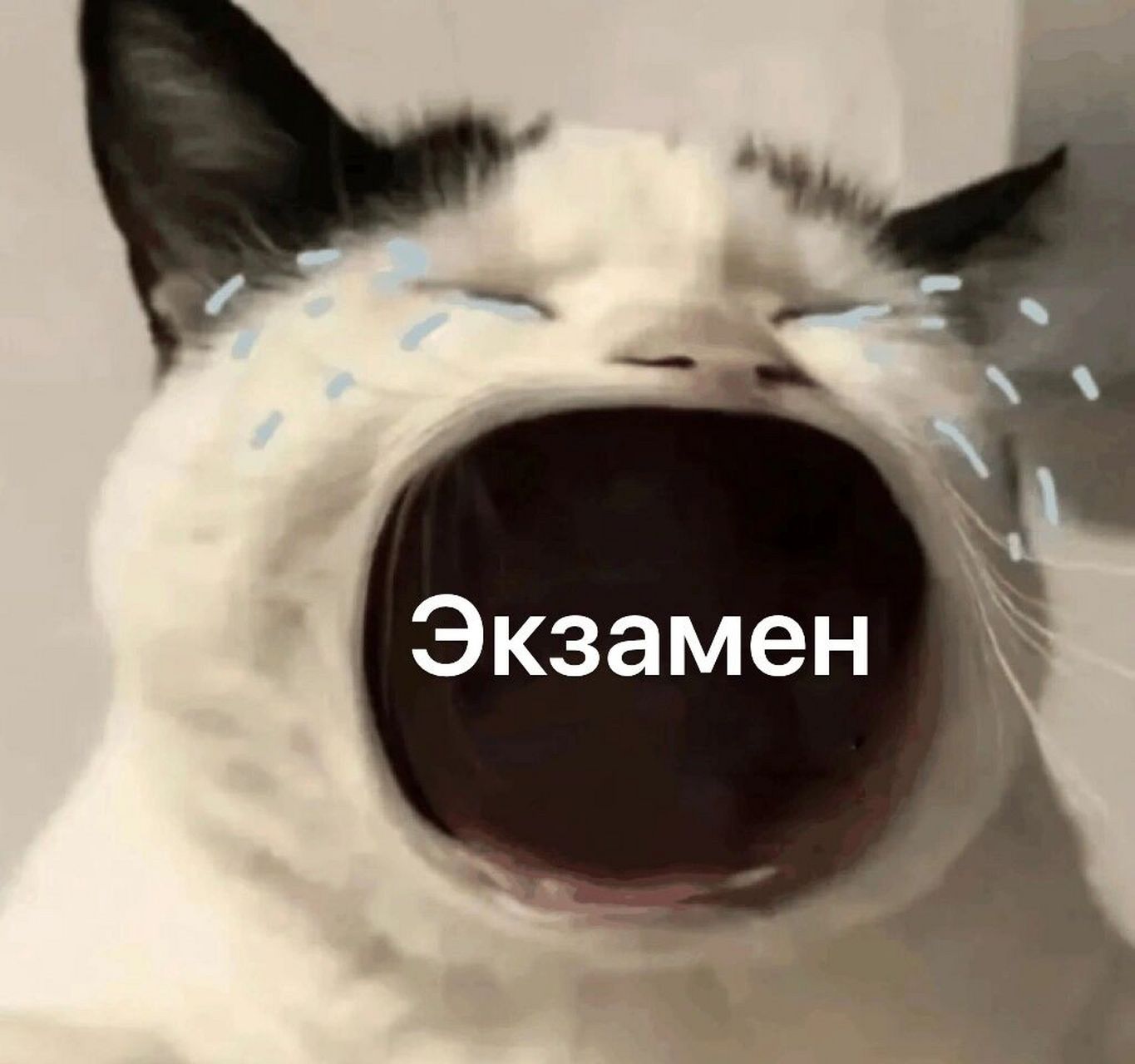 9396苦命俄语人 俄语表情包第二弹 又是被考试追杀的一天01