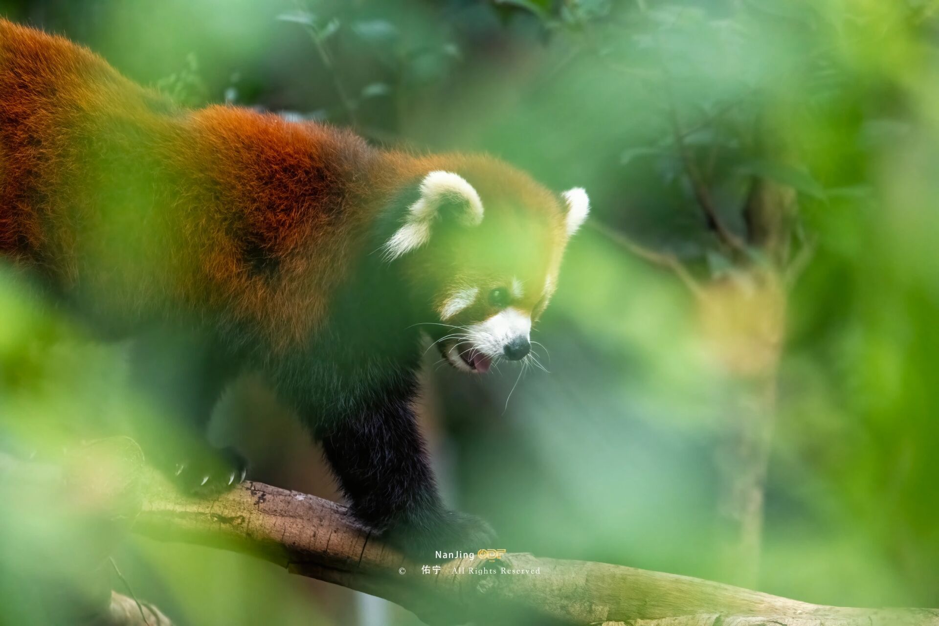 来南京红山森林动物园看超级可爱的小熊猫!