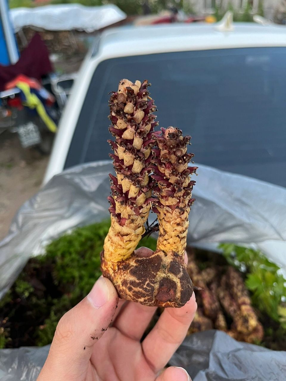 不老草,草苁蓉 长白山野生的不老草,主要寄生在高海拔石壁了陡峭的