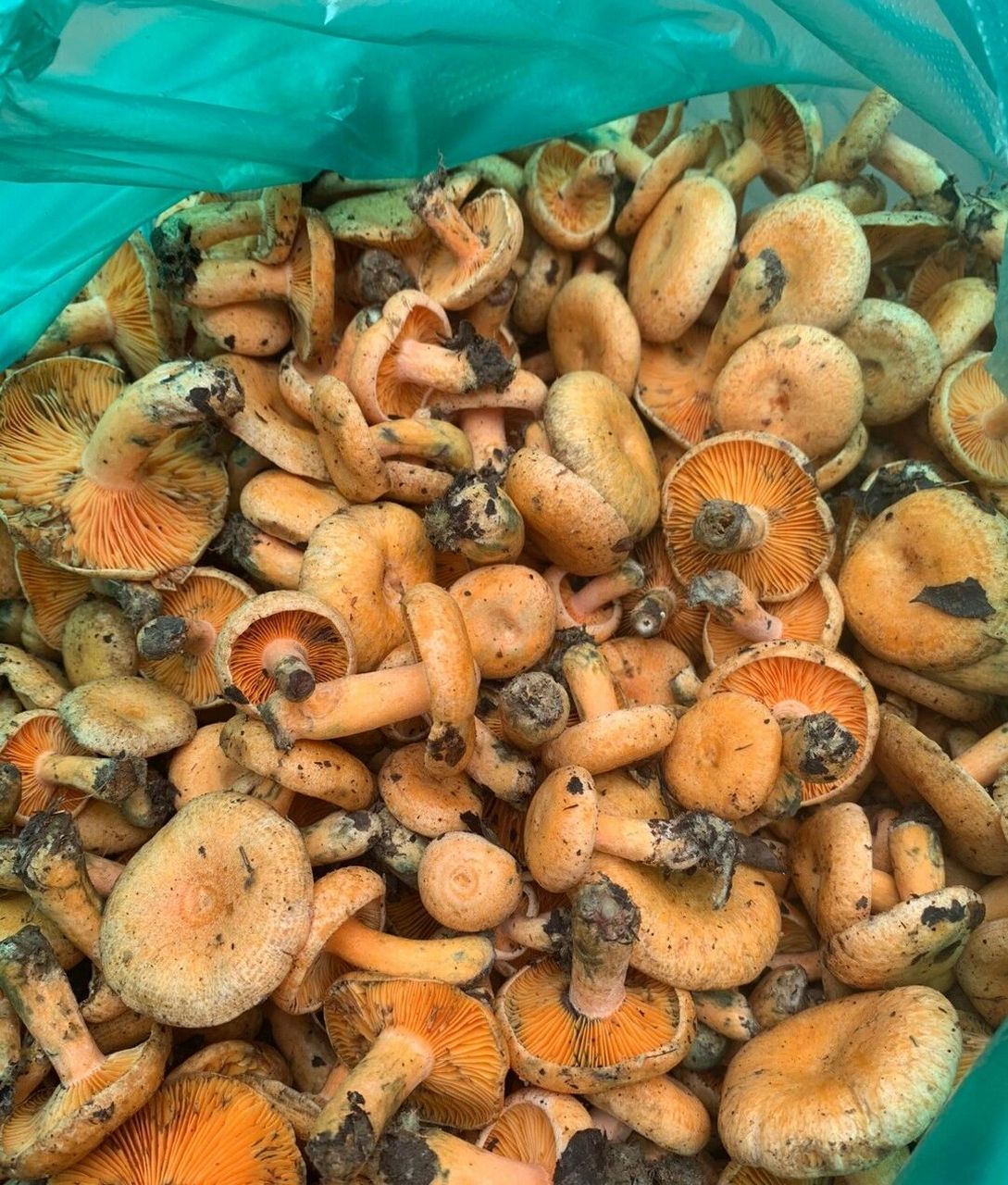 经常食用松树菌,有美颜健肤,抵抗辐射的食疗功效