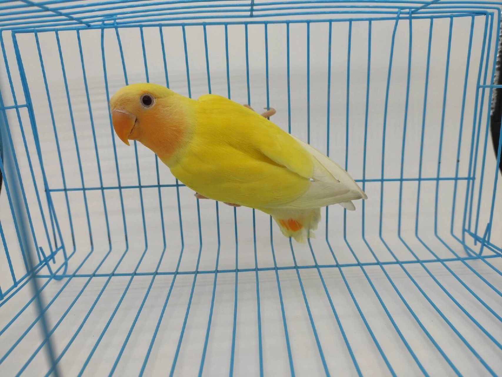 桃面牡丹鹦鹉品种-黄金面 今天介绍的是:黄金面 首先,我们来看下一种