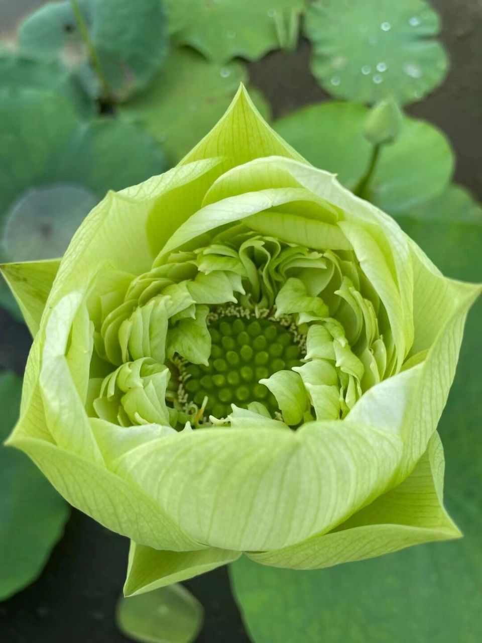 我都说了,我家荷花自带仙气,别不信 青绿色荷花家里有不少新品种 喜欢