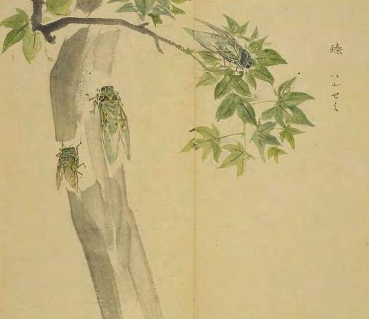 短小而绿色的蝉,北方人叫做螓,也就是《诗经》中所说的"螓首蛾眉"的螓