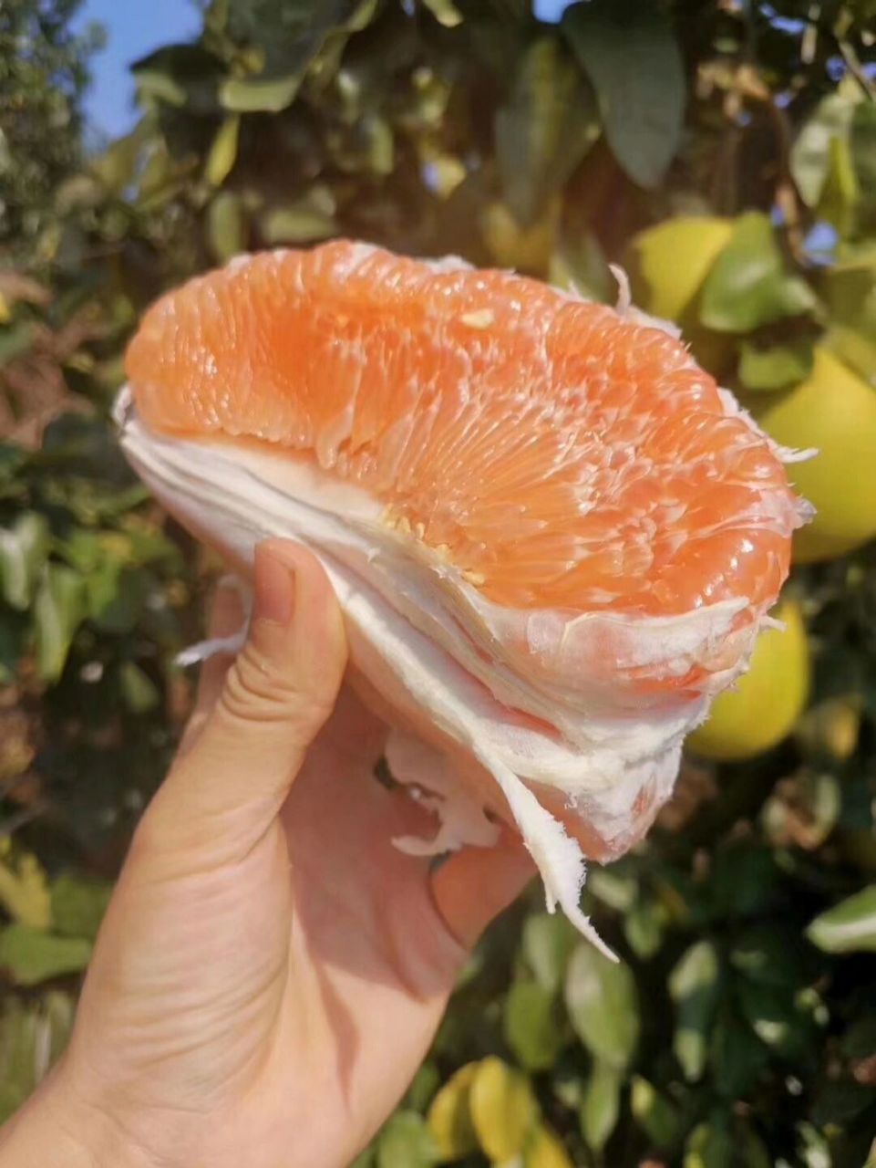 黄金蜜柚果啦! 肉软多汁,数量不多,抓紧圈粉