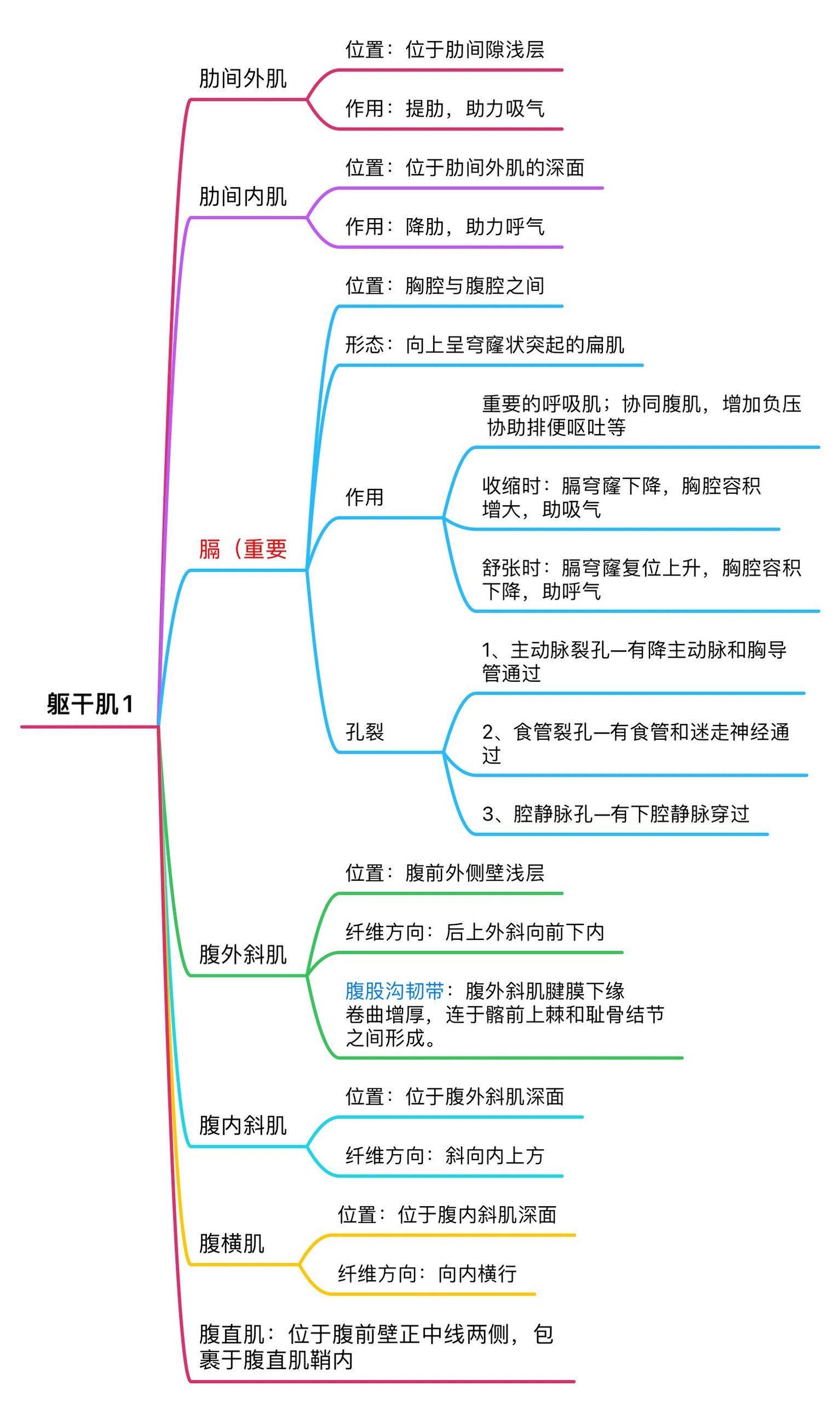 解剖学基础运动系统 骨骼肌思维导图