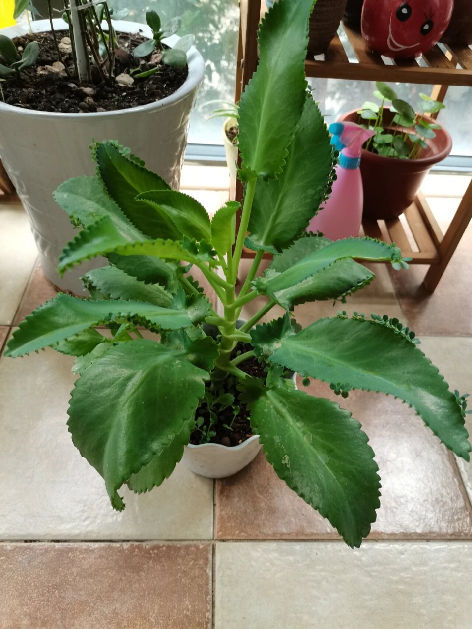 推薦超級好養的植物——不死鳥 太皮實了,落地生根,養不死,已經瘋狂