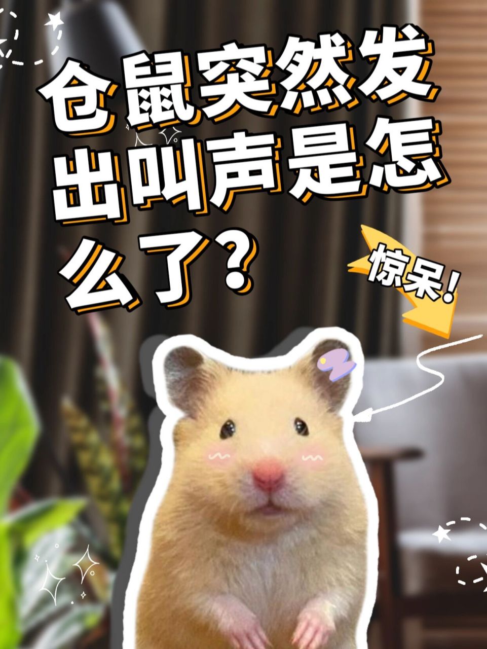 你知道仓鼠为什么会发出叫声吗?是怎么了?