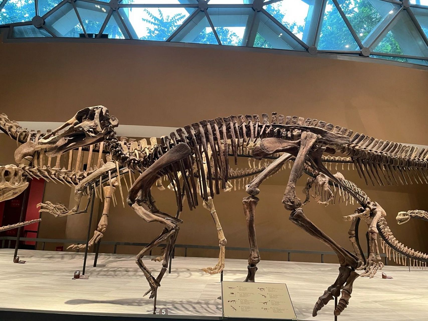 上海自然博物馆之恐龙篇 儿子心心念念恐龙 七月的第二天 带着他来到