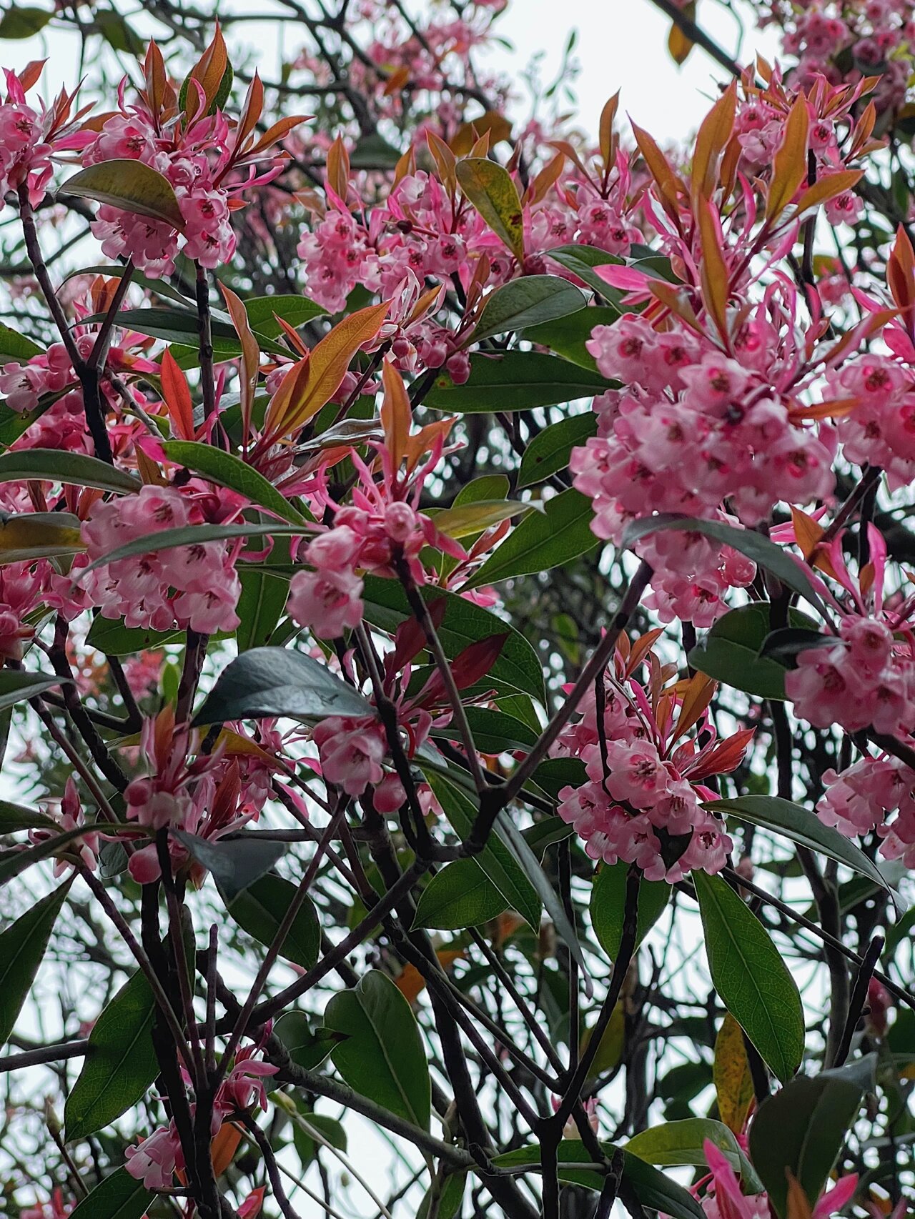 广东吊钟花种植基地图片