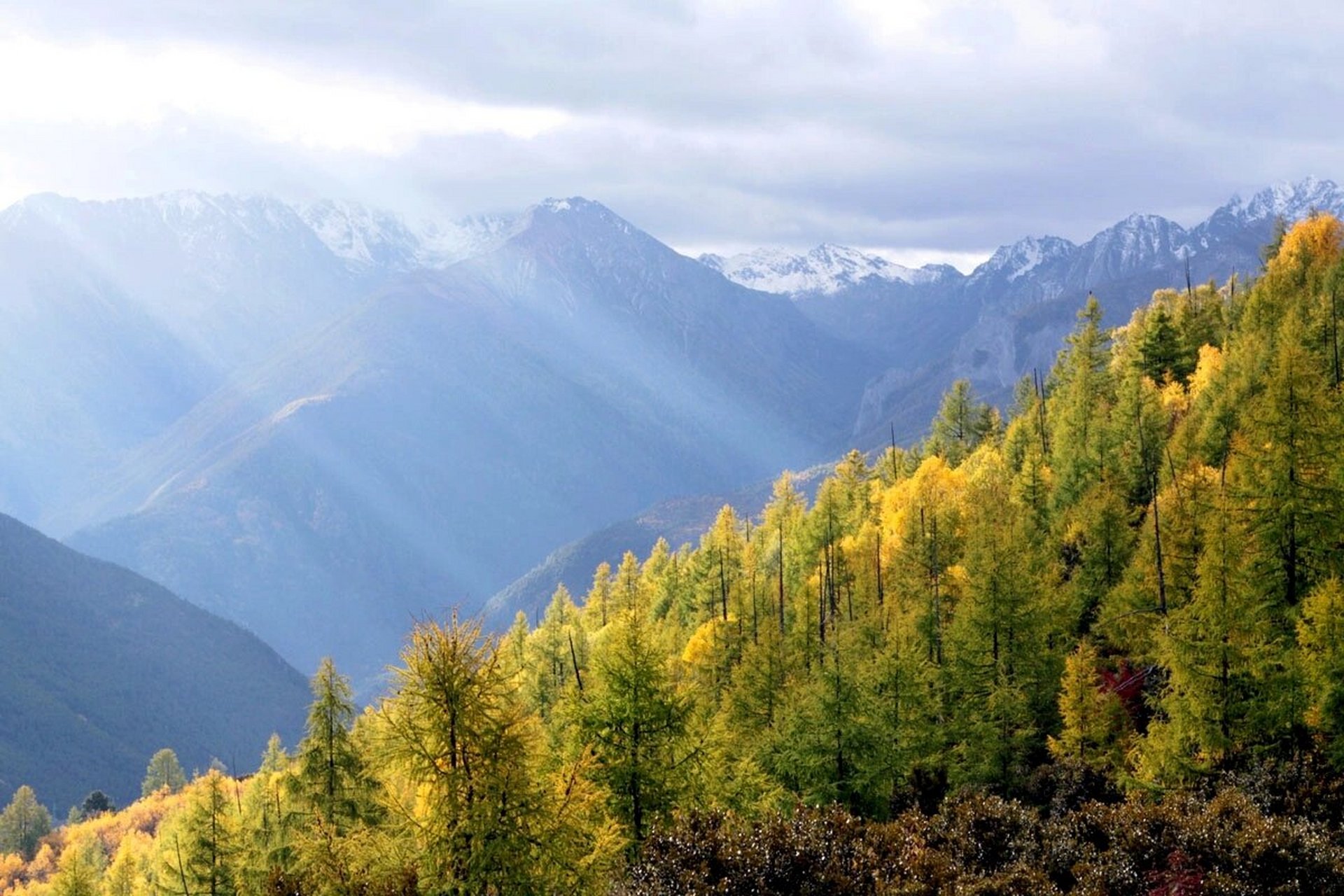 稻城俄初山的灿烂秋景! 图片拍摄于三四天前的一个黄昏 一个上午.