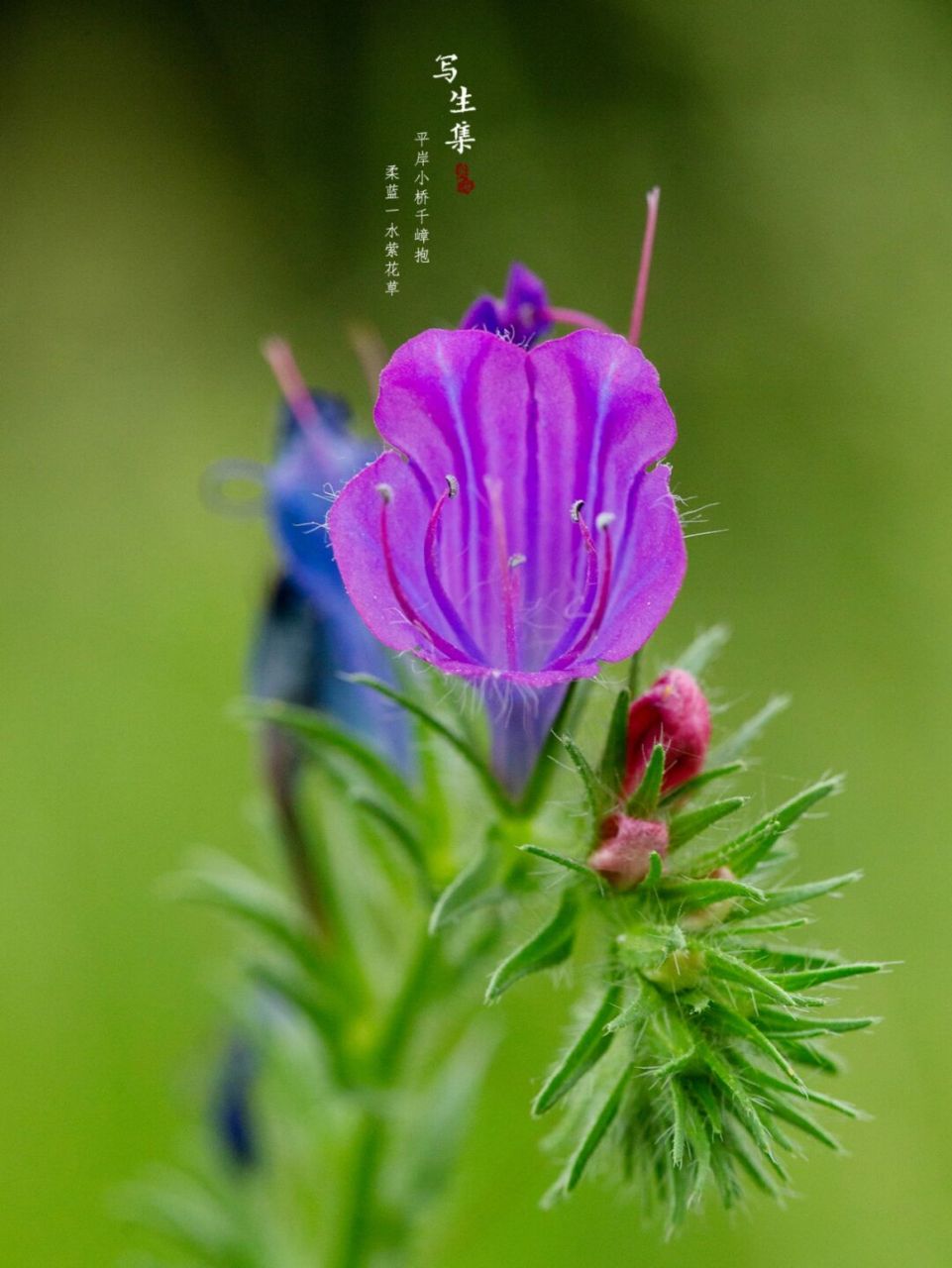 蓝蓟|写生集|六月的花 【花语】 蓝蓟的花语是老天保佑.
