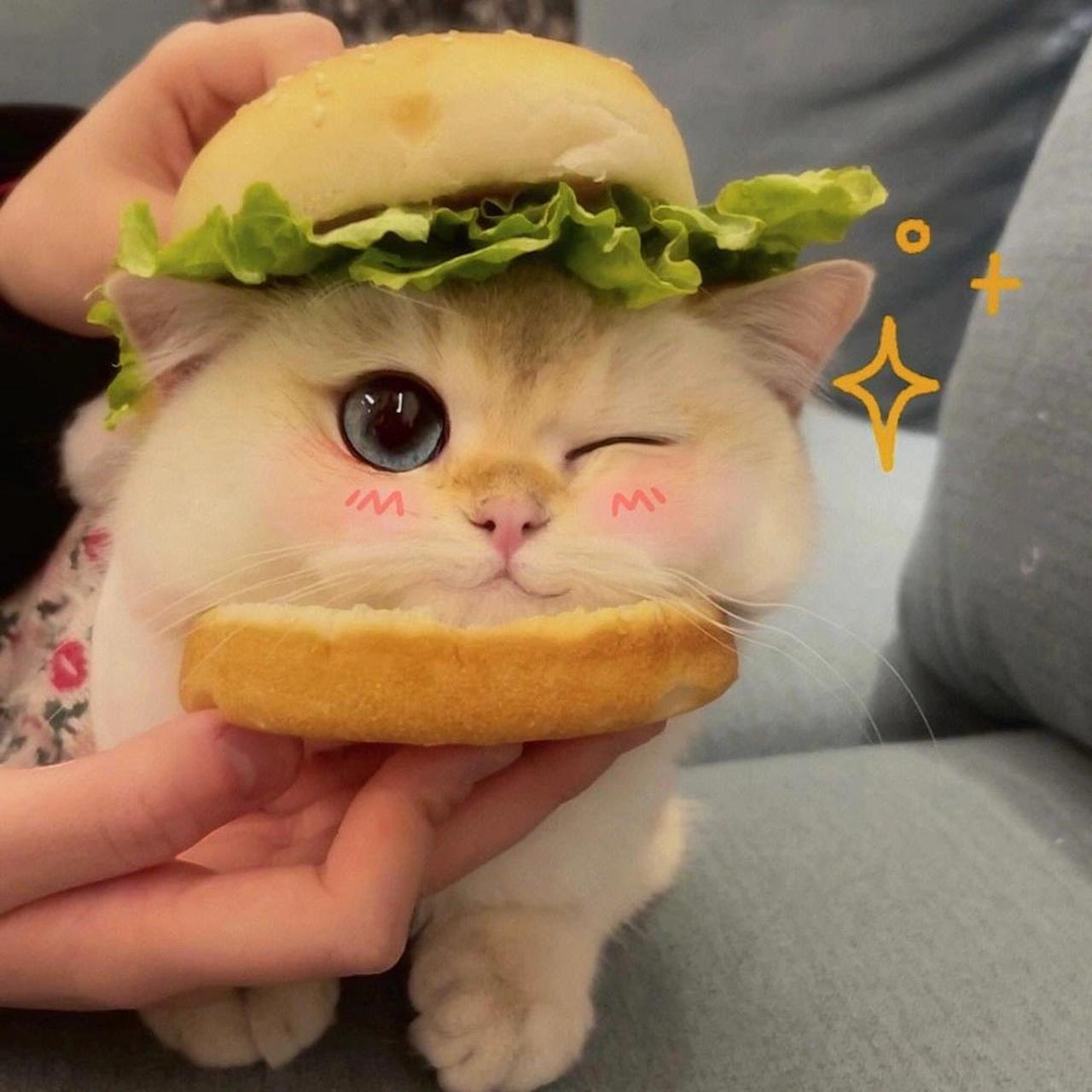 可爱猫咪头像 可可爱爱猫咪头像来一波