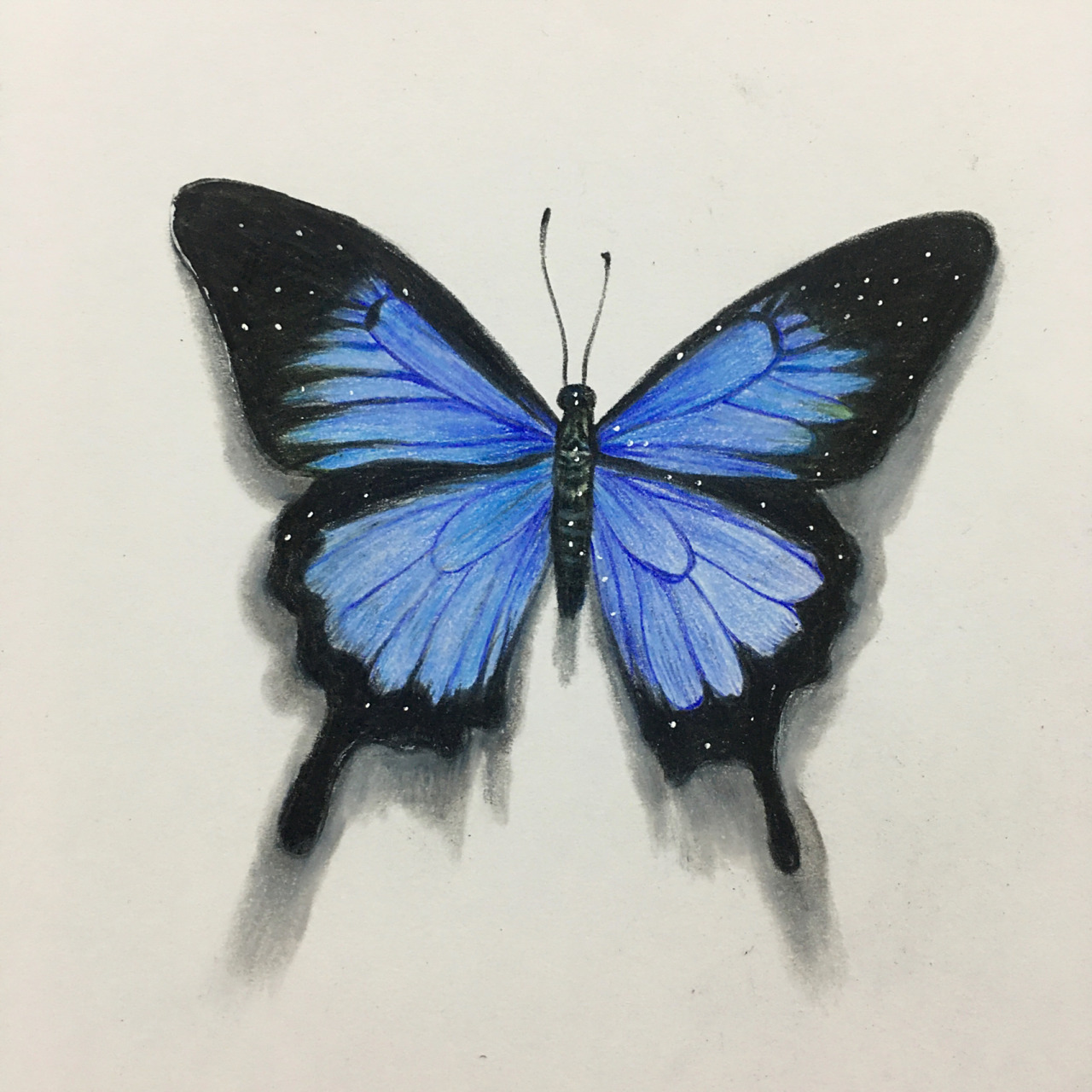 彩铅蓝色蝴蝶分享(含详细绘画过程图) 熟悉的颜色又上线咯 喜欢记得给