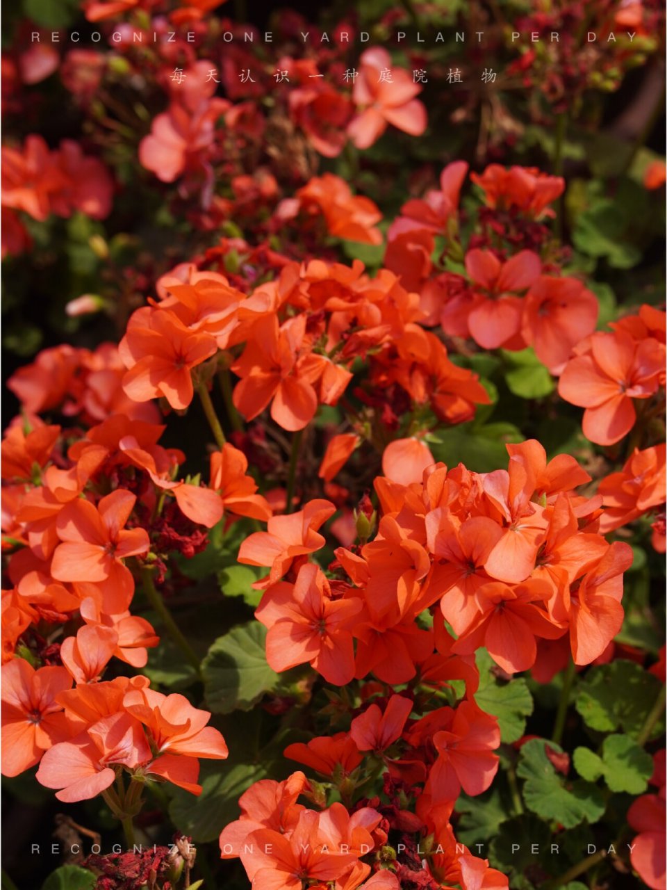 每日庭院植物vol.128——天竺葵 【原产】:原产非洲南部.