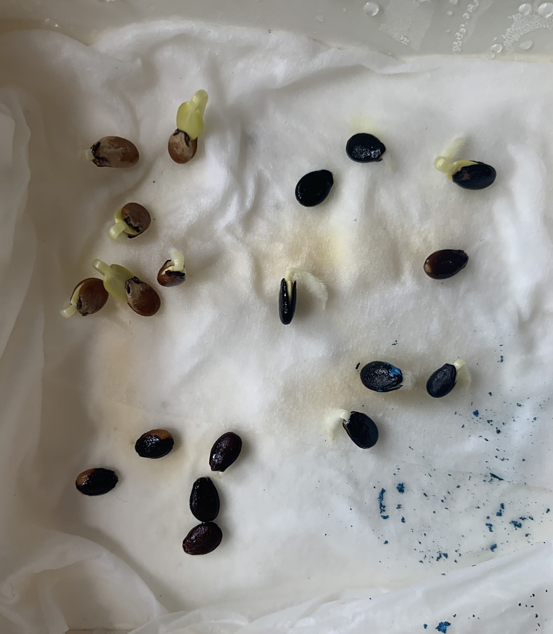 催芽的西瓜籽两天就发芽啦 草莓不好吃 那就种西瓜吧