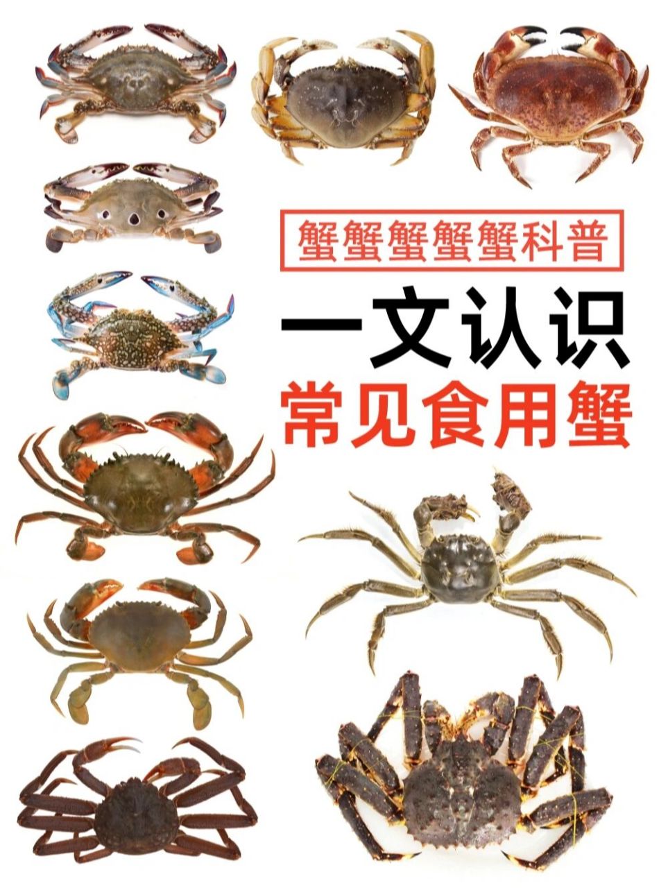 螃蟹品种大全图 图解图片