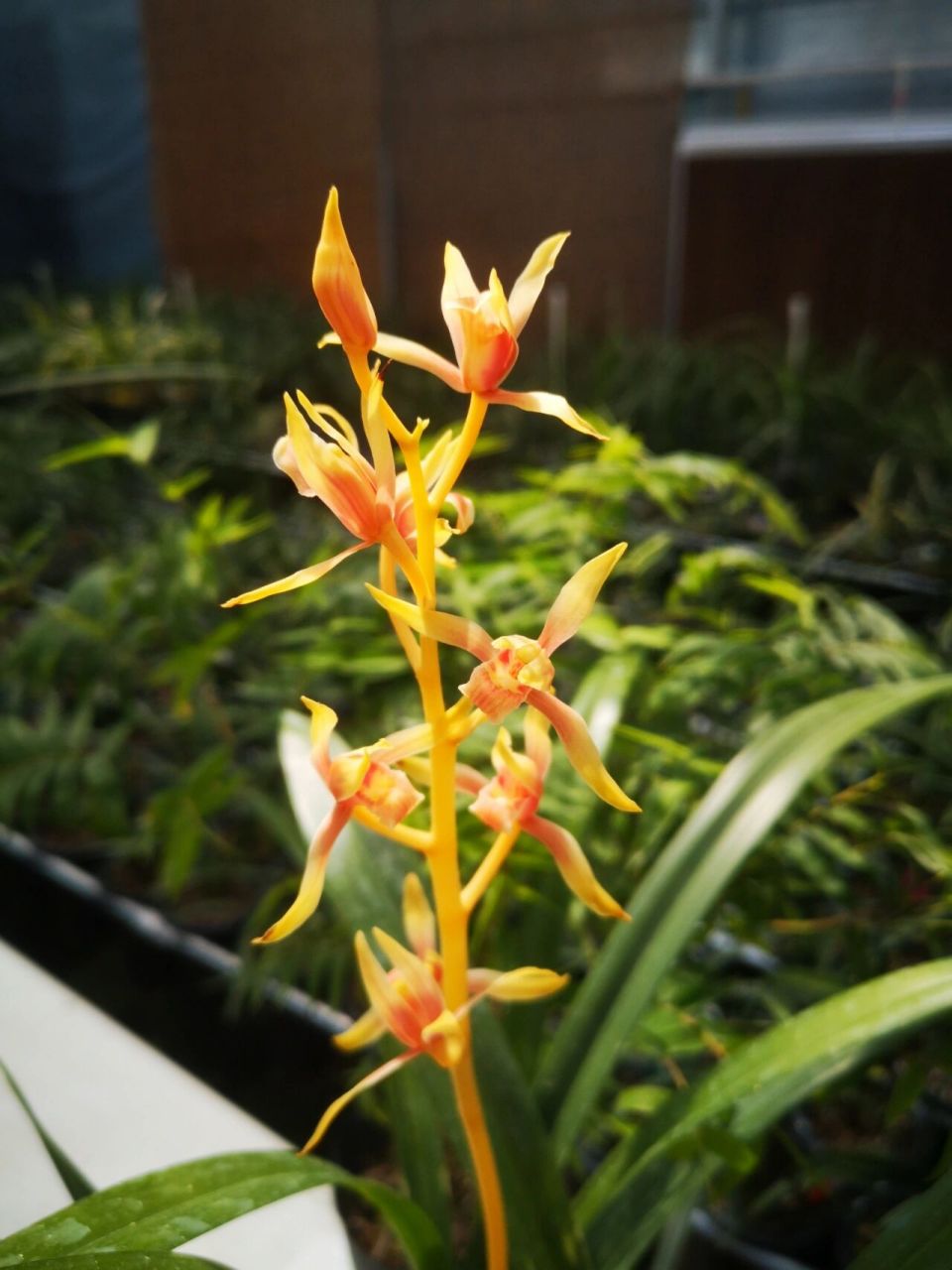 墨兰名品中国牛 终于让我完整的赏了一次中国牛的开花959595