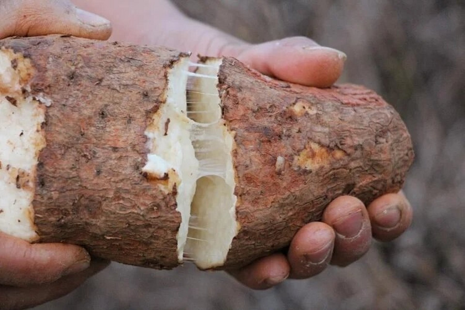 云南金城秤砣山药 金秤砣山药(红土山药)是我国云南红甸乡独有的品种