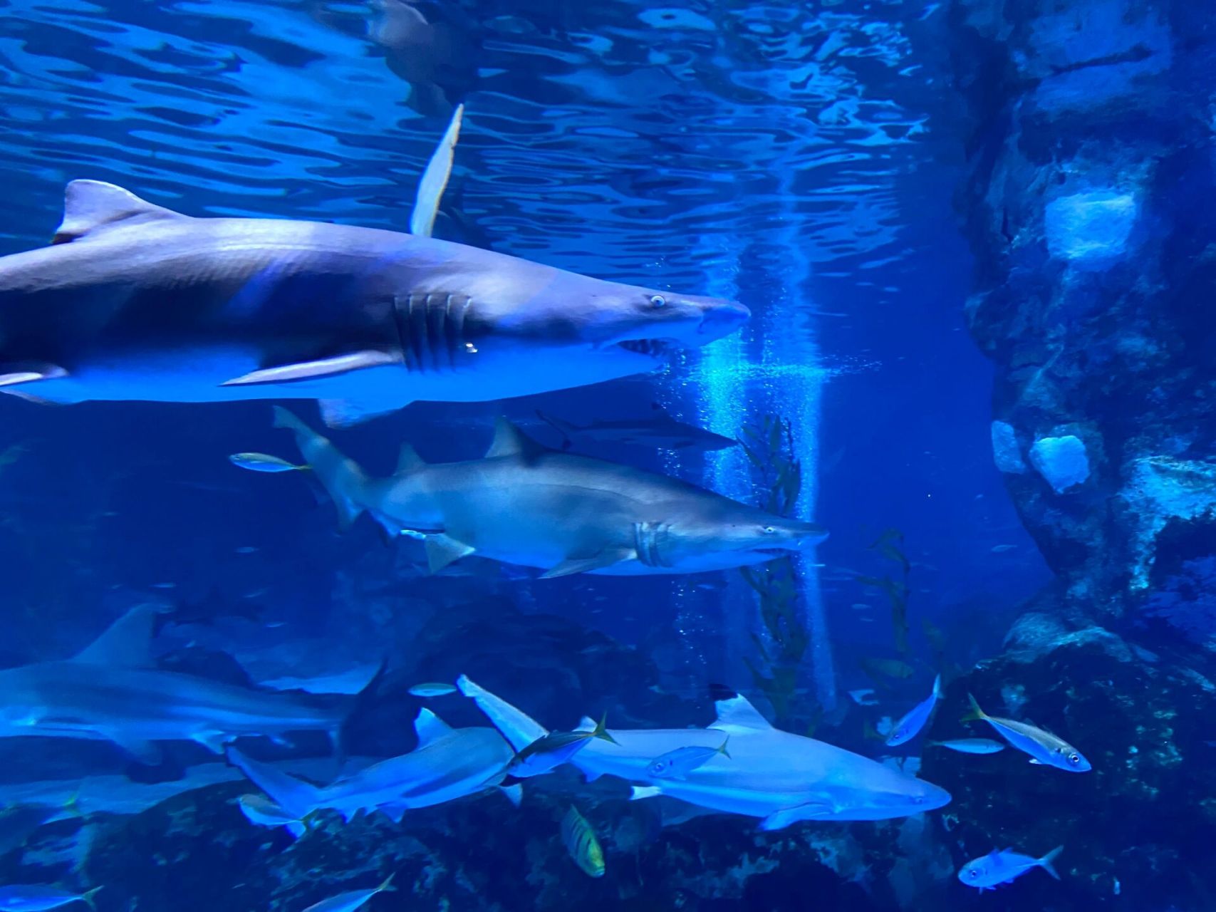 9693海底世界 i coex水族馆!