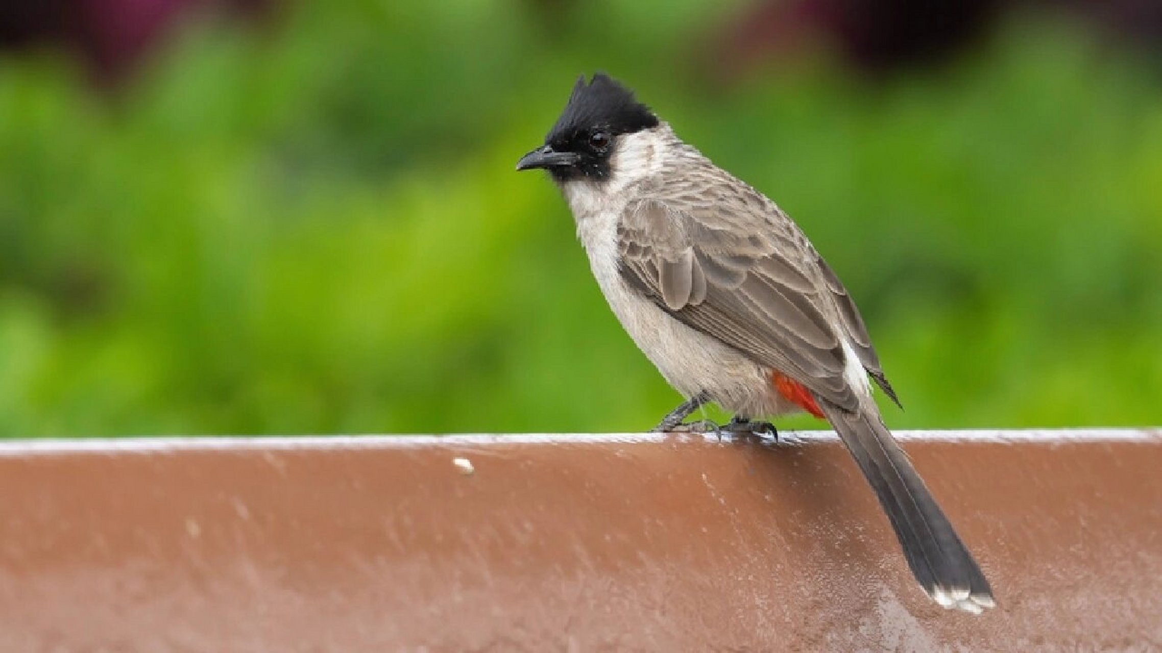 观鸟日记——白喉红臀鹎 假期散步又可以更新观鸟记录了,今天的鹎类