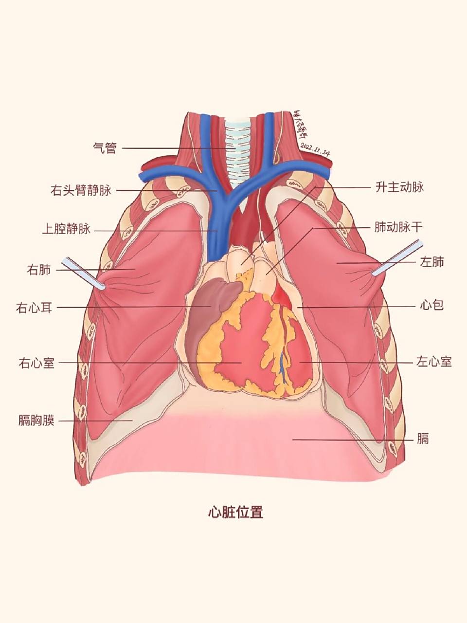 【解剖书教材重绘63】心内注射操作避免气胸 【敲重点】全是基础全是