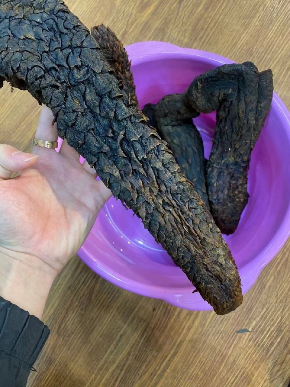 内蒙野生肉苁蓉 天然野生植物,在中药大辞典里被荣誉为"沙漠人参"第二