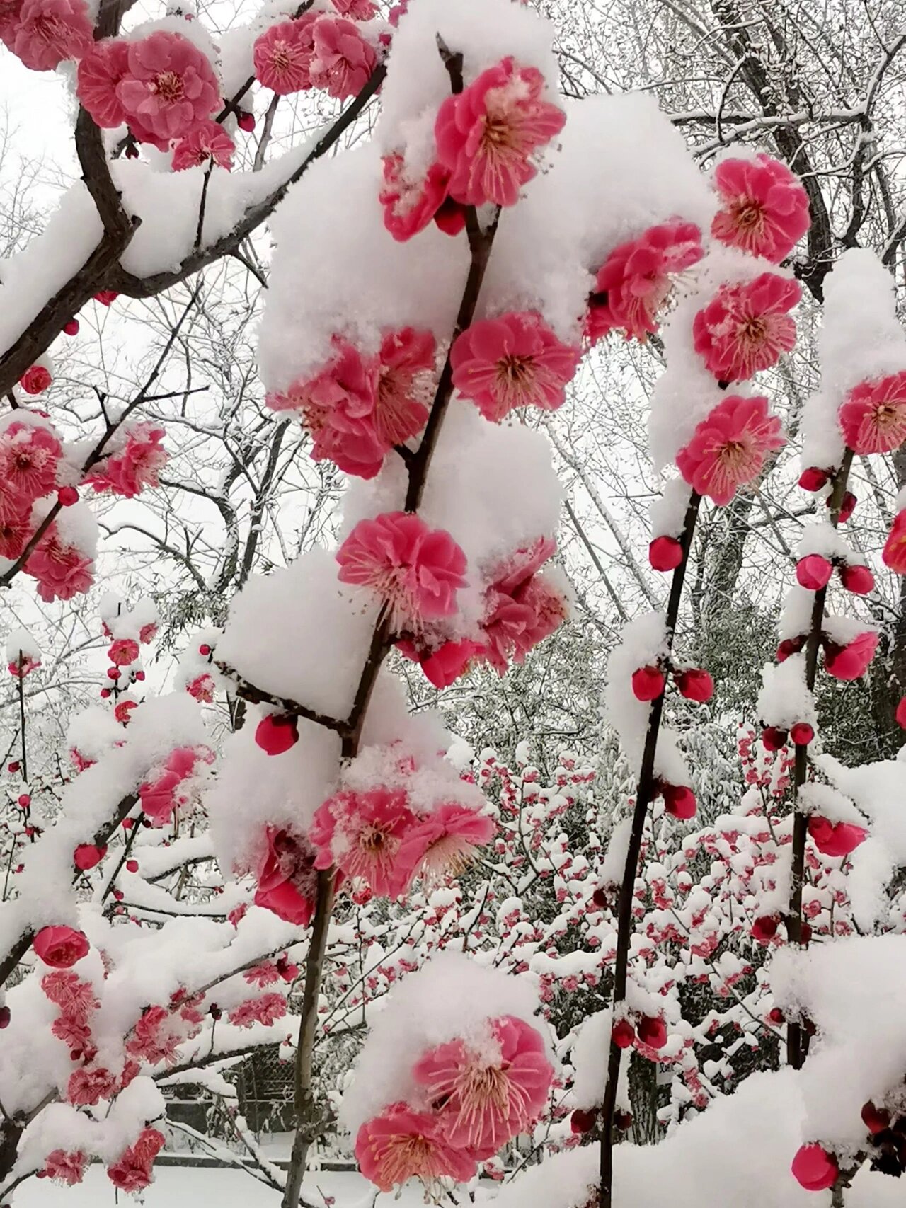 傲雪红梅