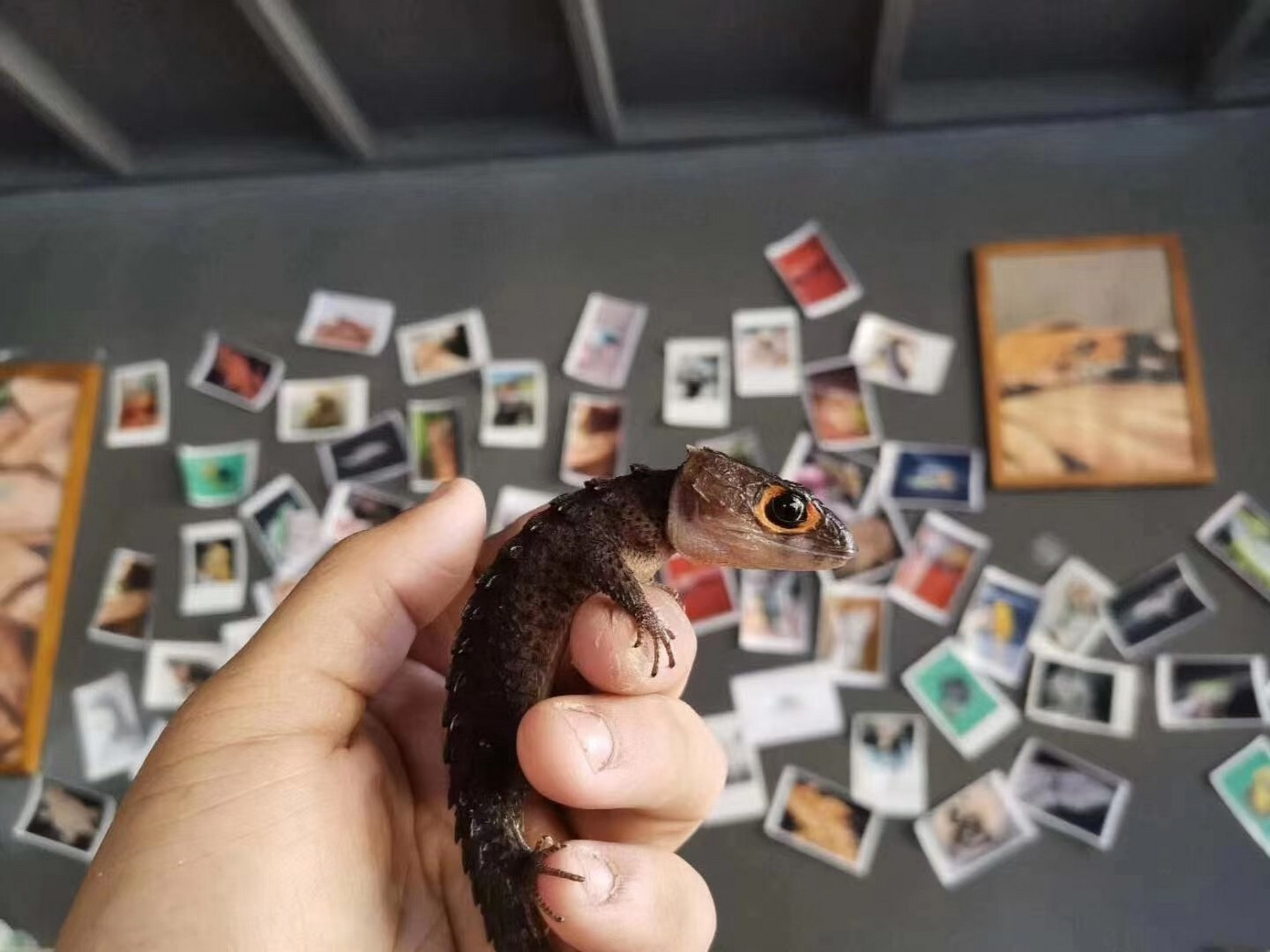 红眼鹰蜥(无牙仔)饲养指南 梅梅有个宠爱的小宠物就是红眼鹰蜥,像极了